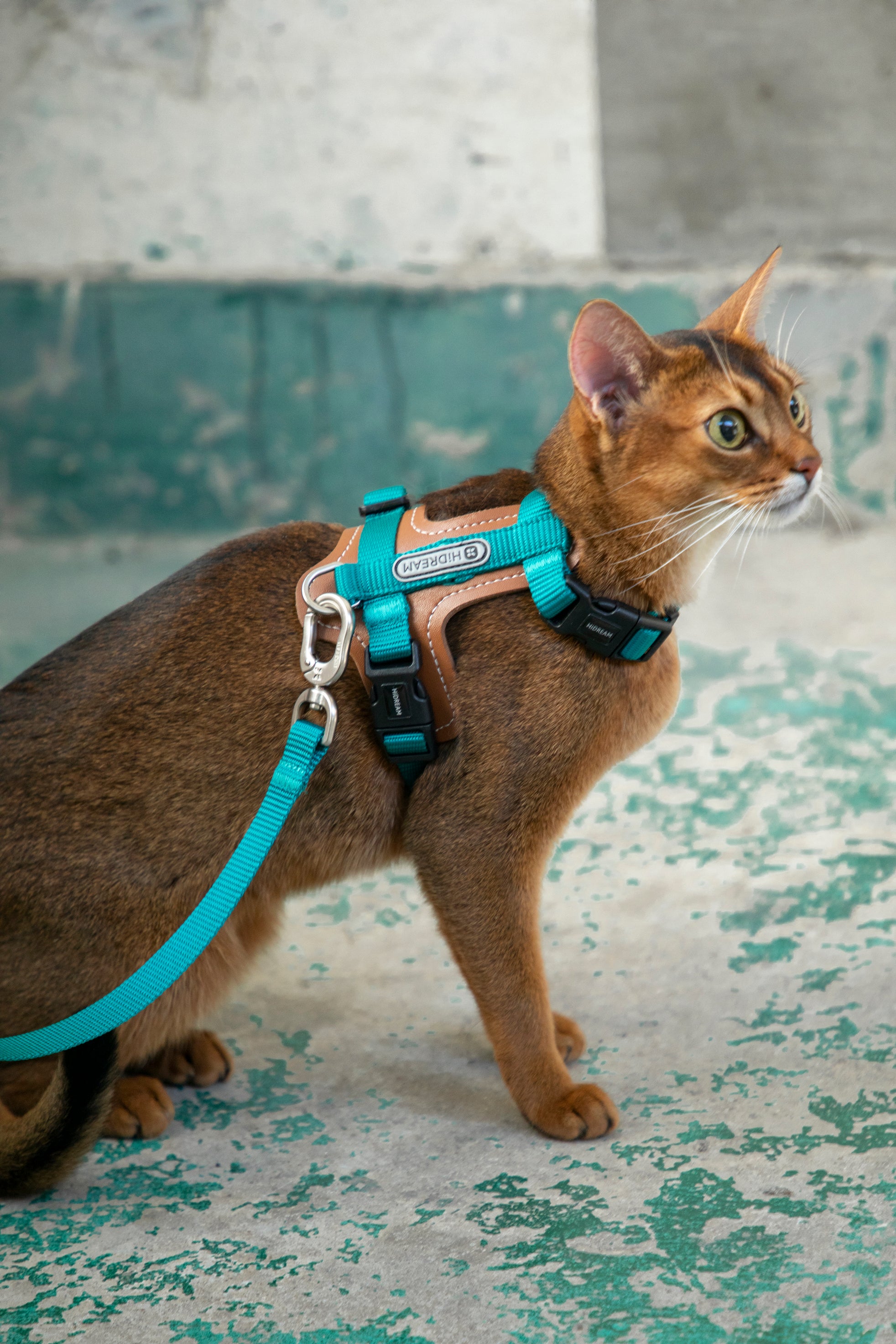 Premium Leather Cat Harness and Leash Set