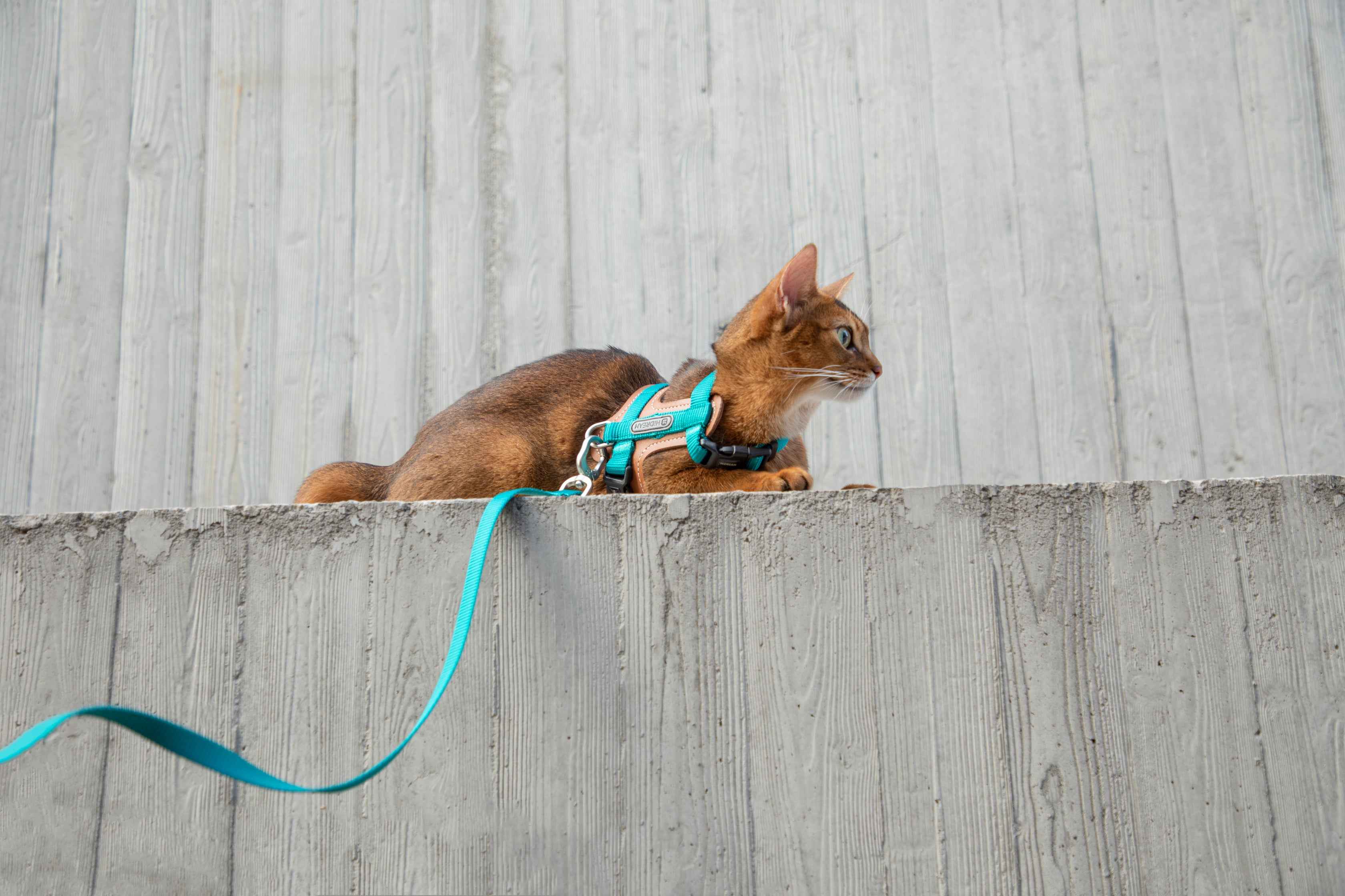 Premium Leather Cat Harness and Leash Set - Dark Red