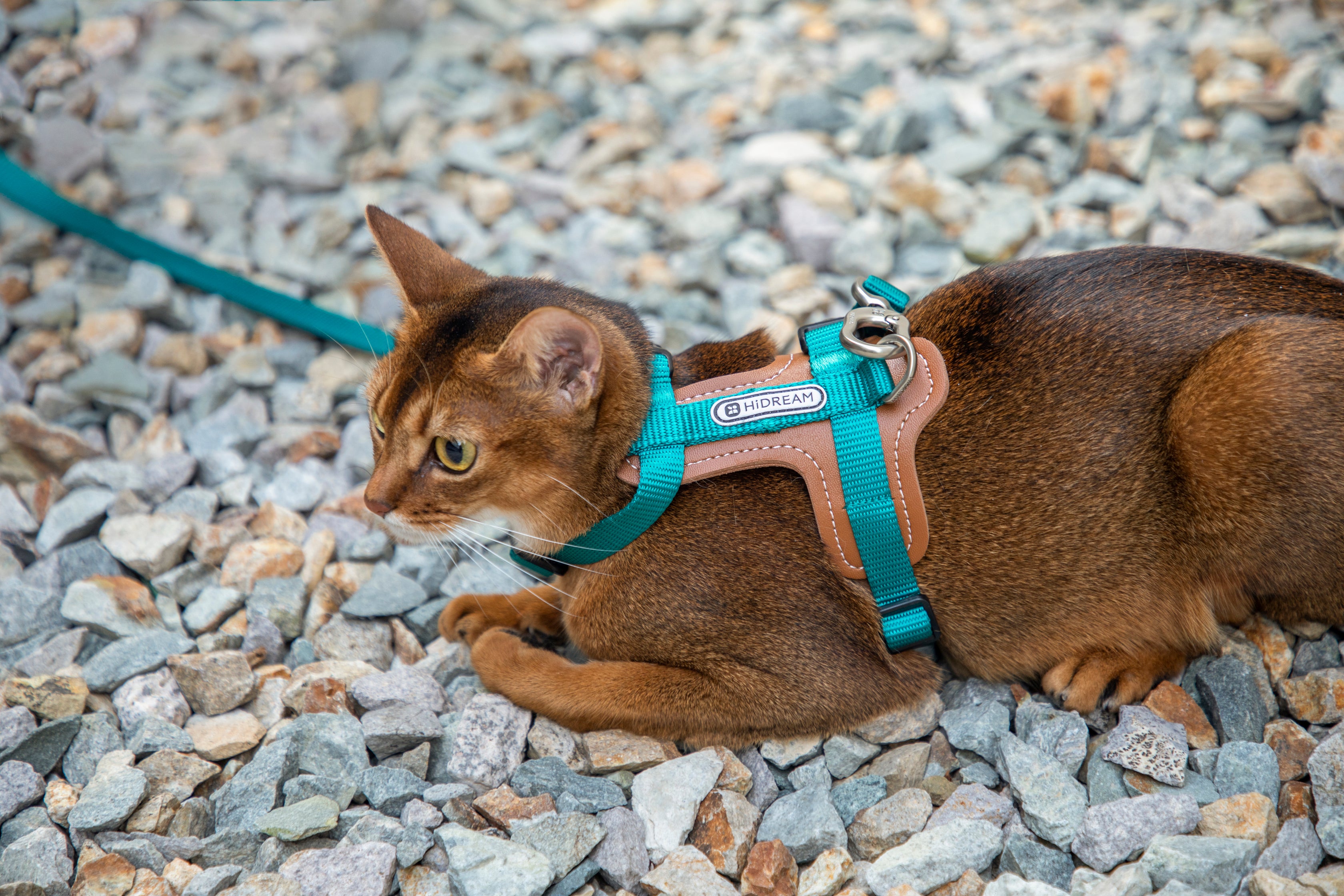 Premium Leather Cat Harness and Leash Set