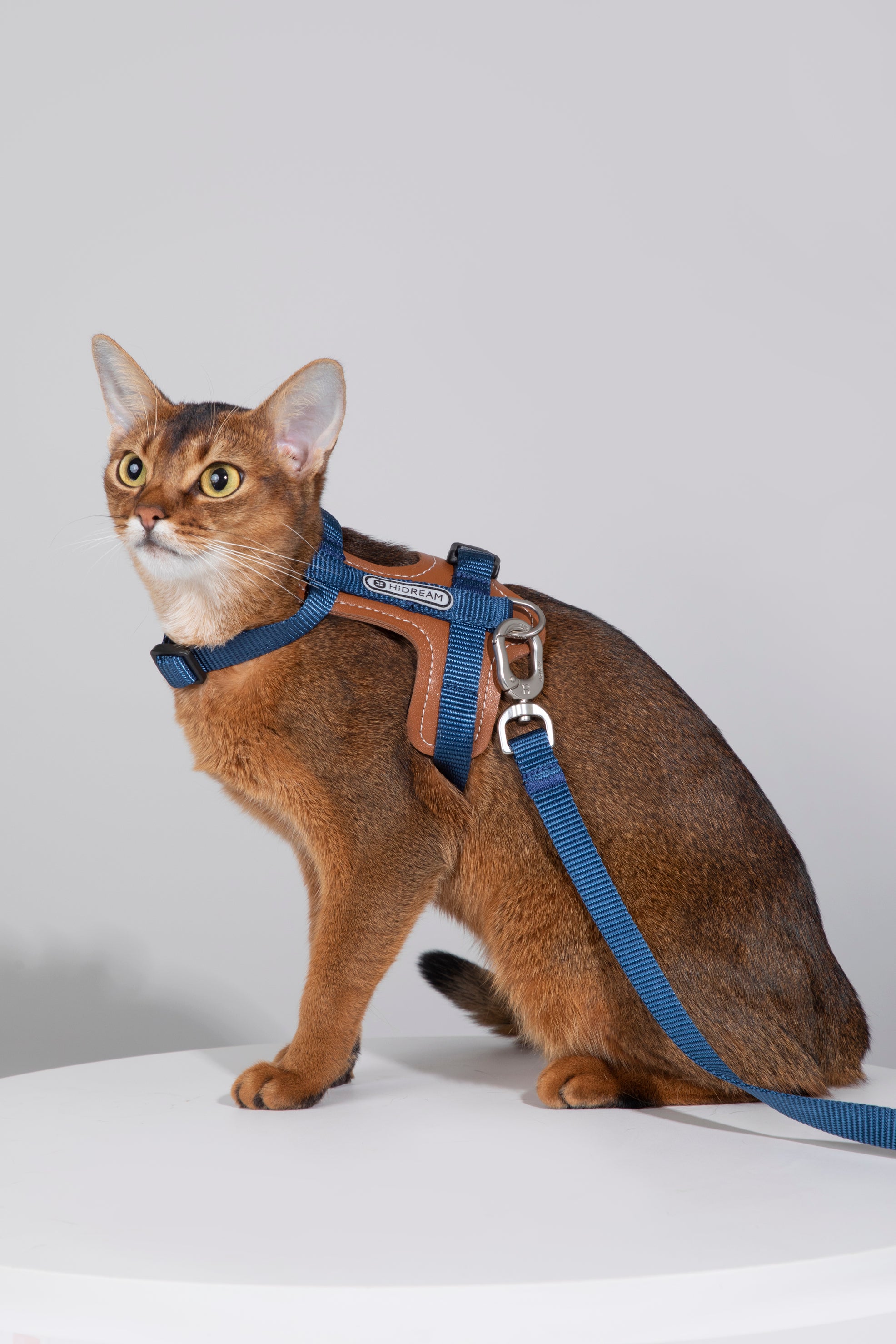 Premium Leather Cat Harness and Leash Set