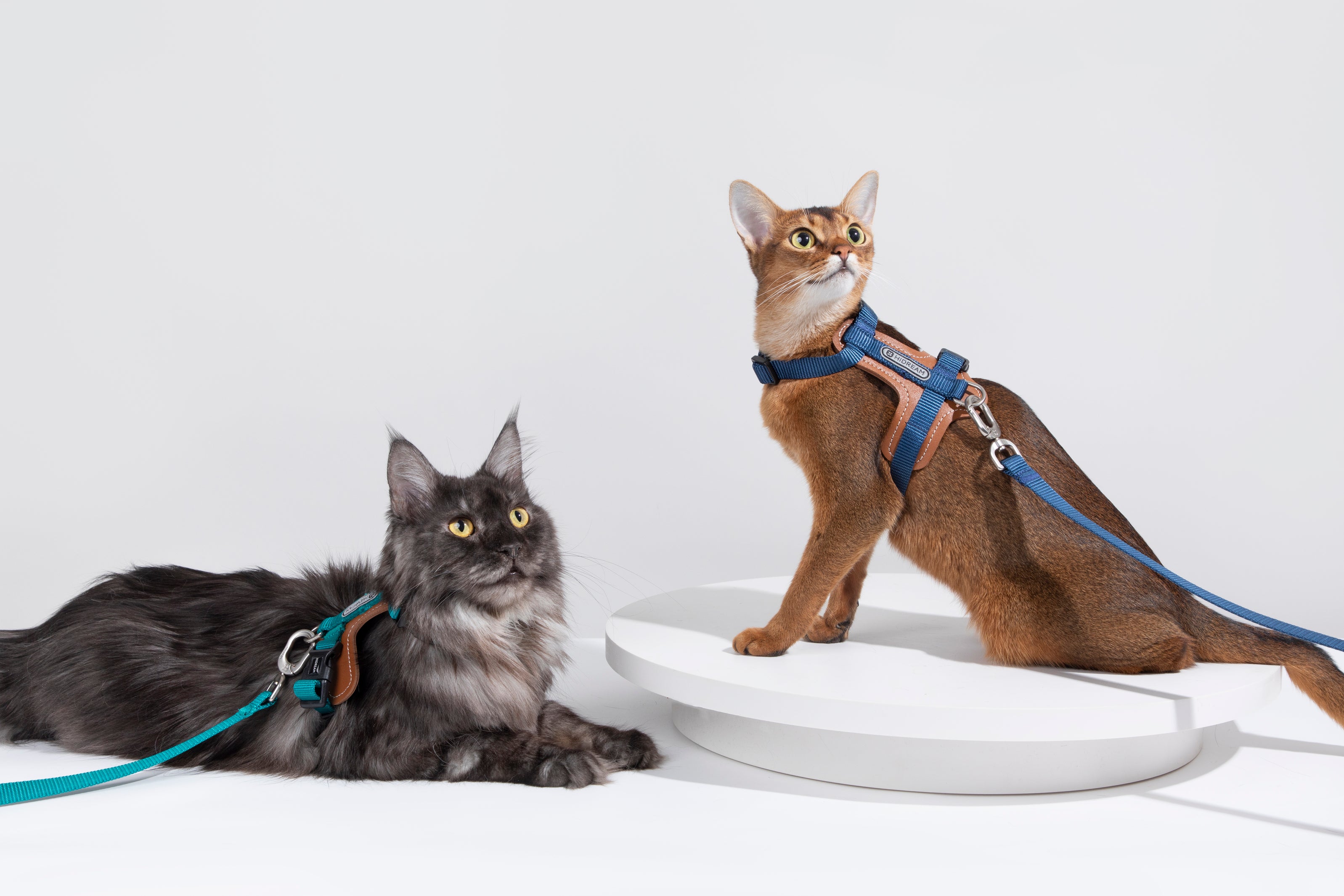 Premium Leather Cat Harness and Leash Set