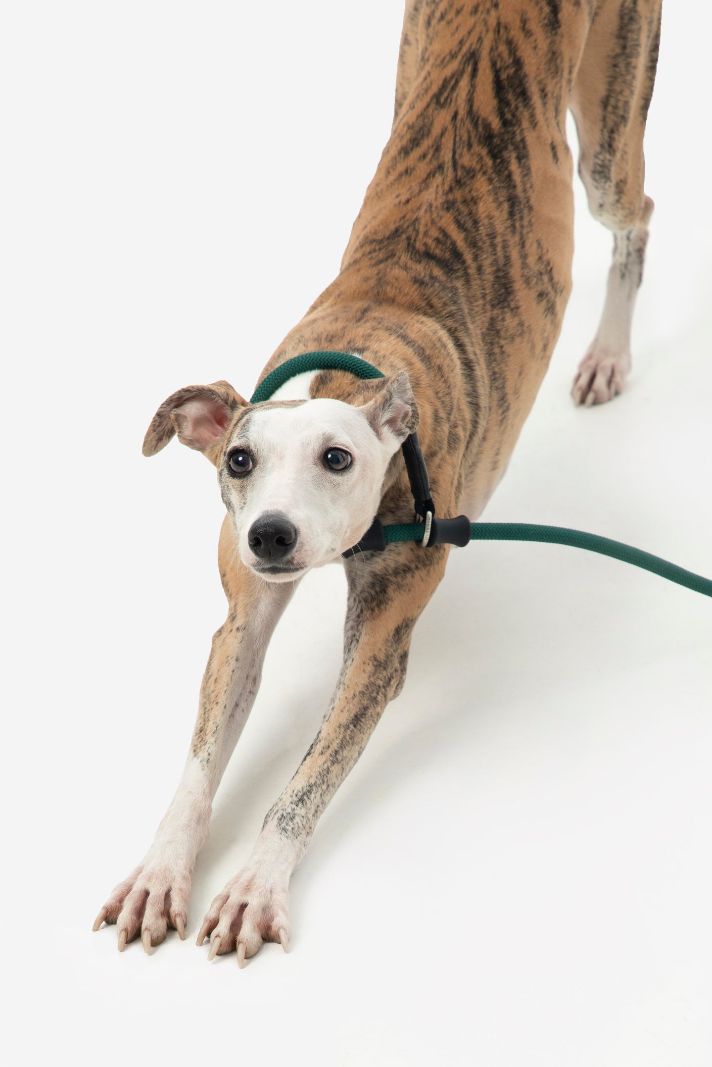 Leather Handle Training Dog Leash - Seagull Grey