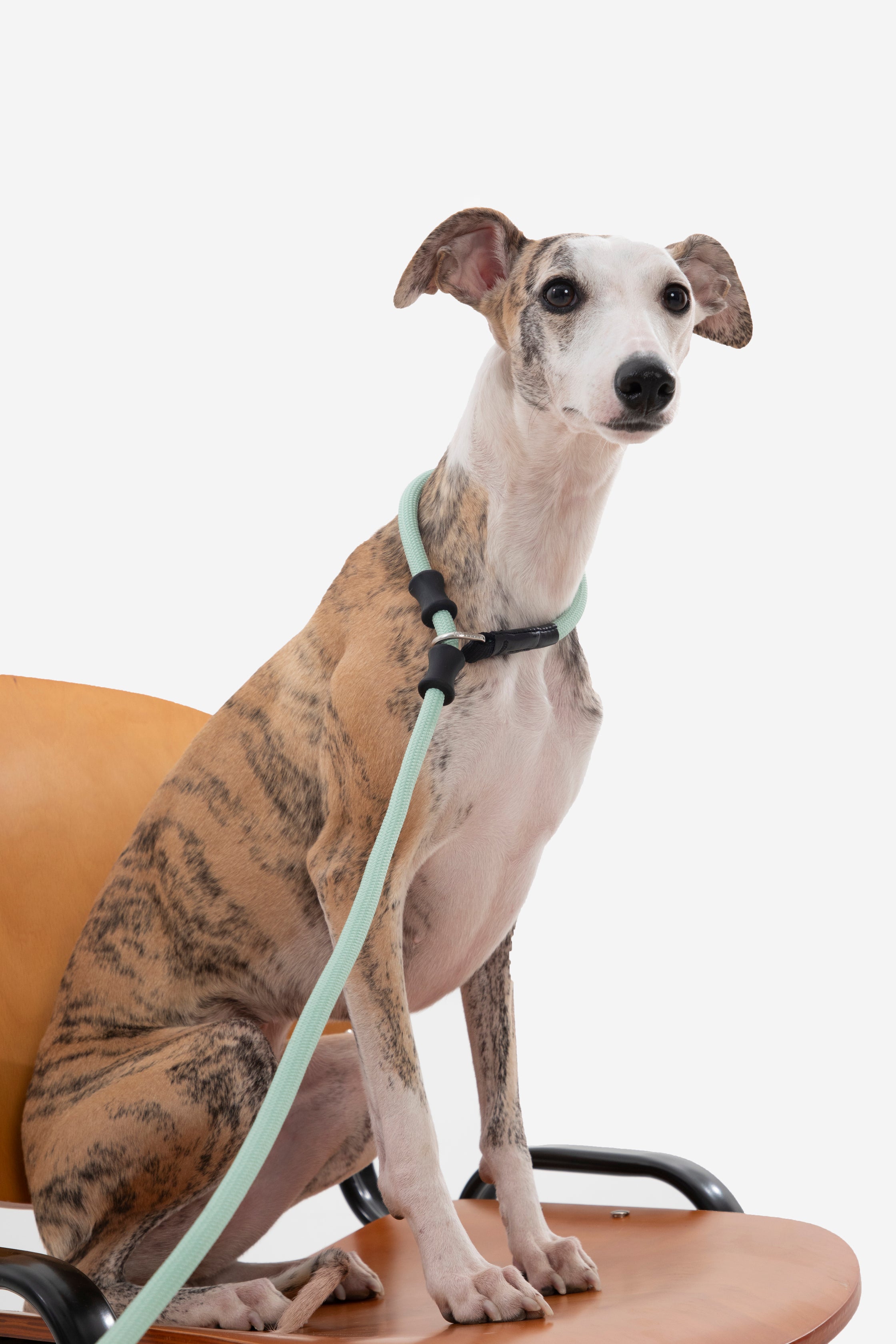 Leather Handle Training Dog Leash - Seagull Grey