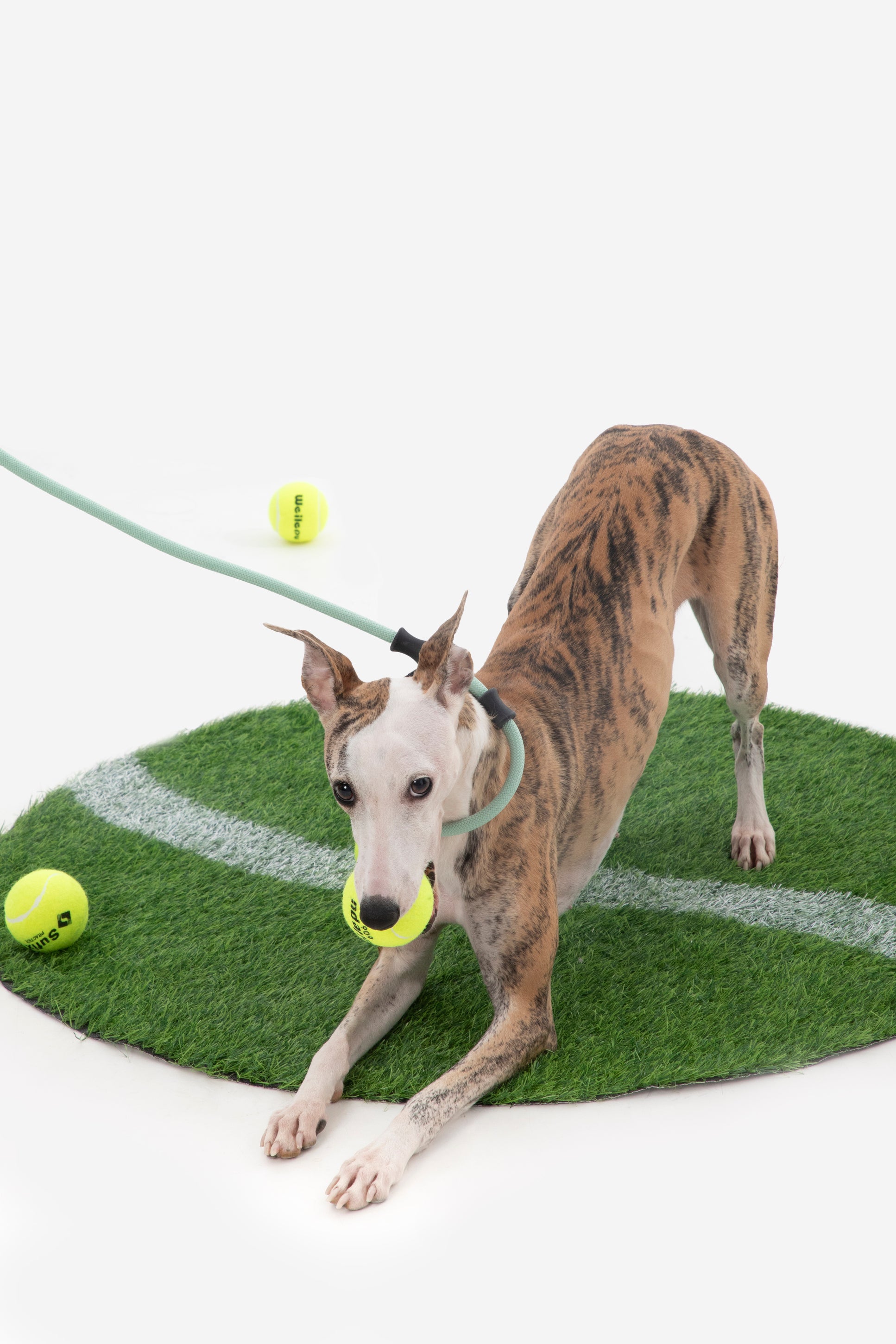 Leather Handle Training Dog Leash - Seagull Grey