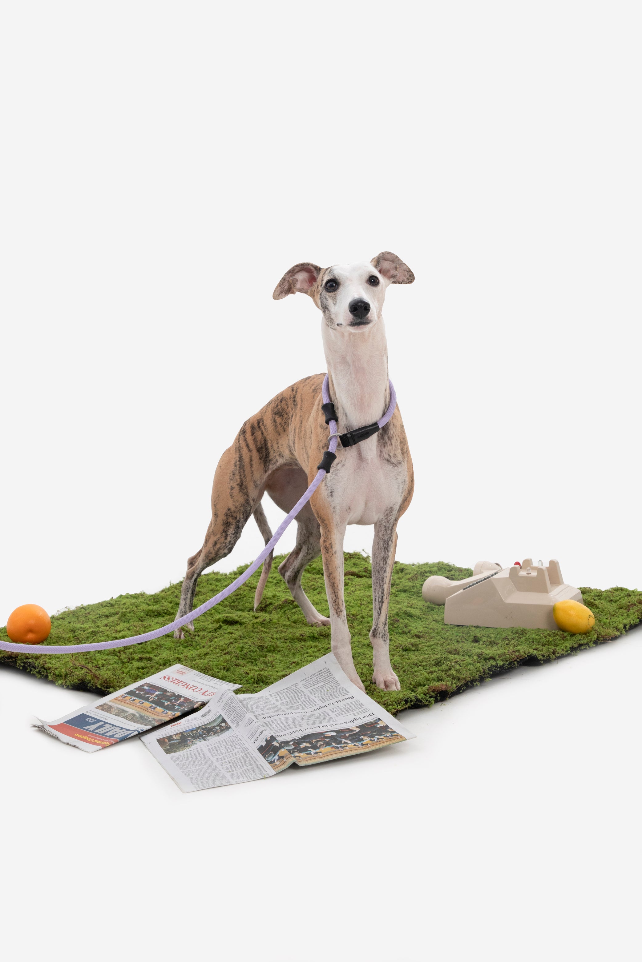 Leather Handle Training Dog Leash - Seagull Grey