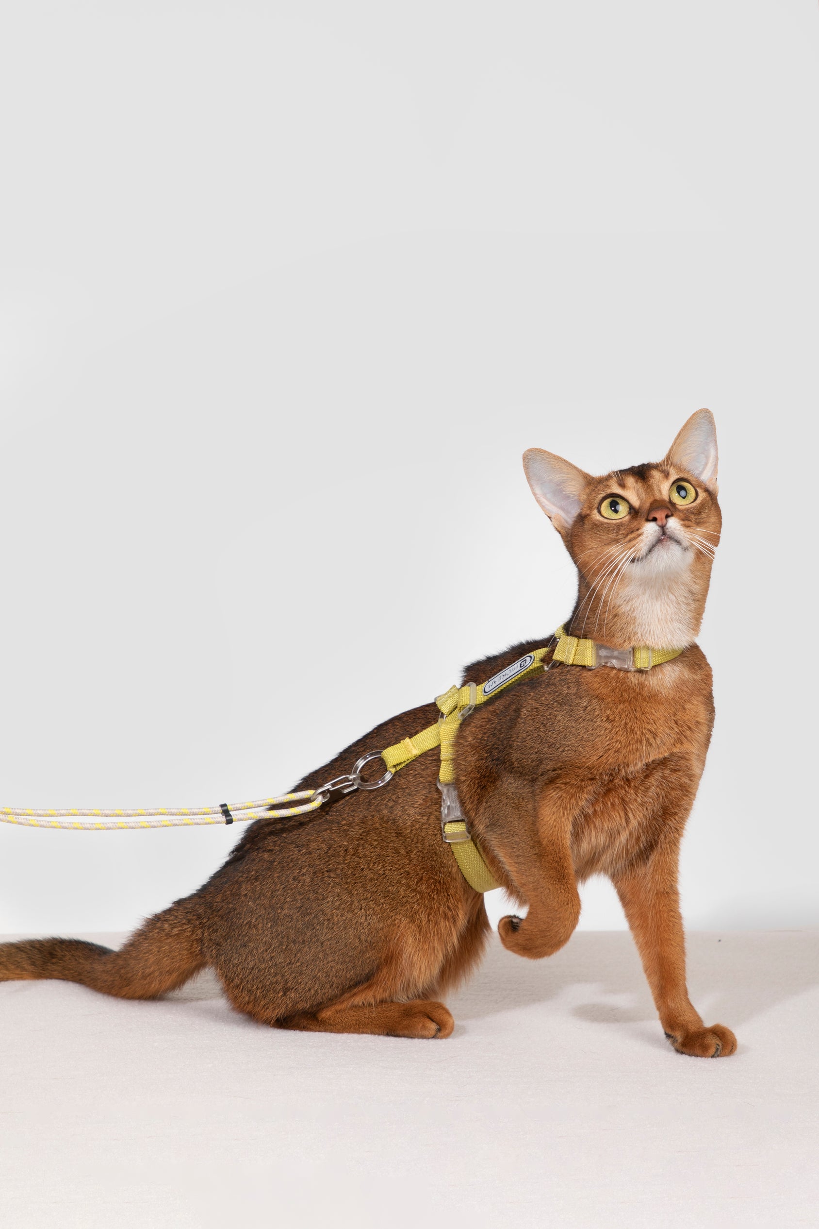 Freedom Exploration Cat Harness and Leash Set - Violet