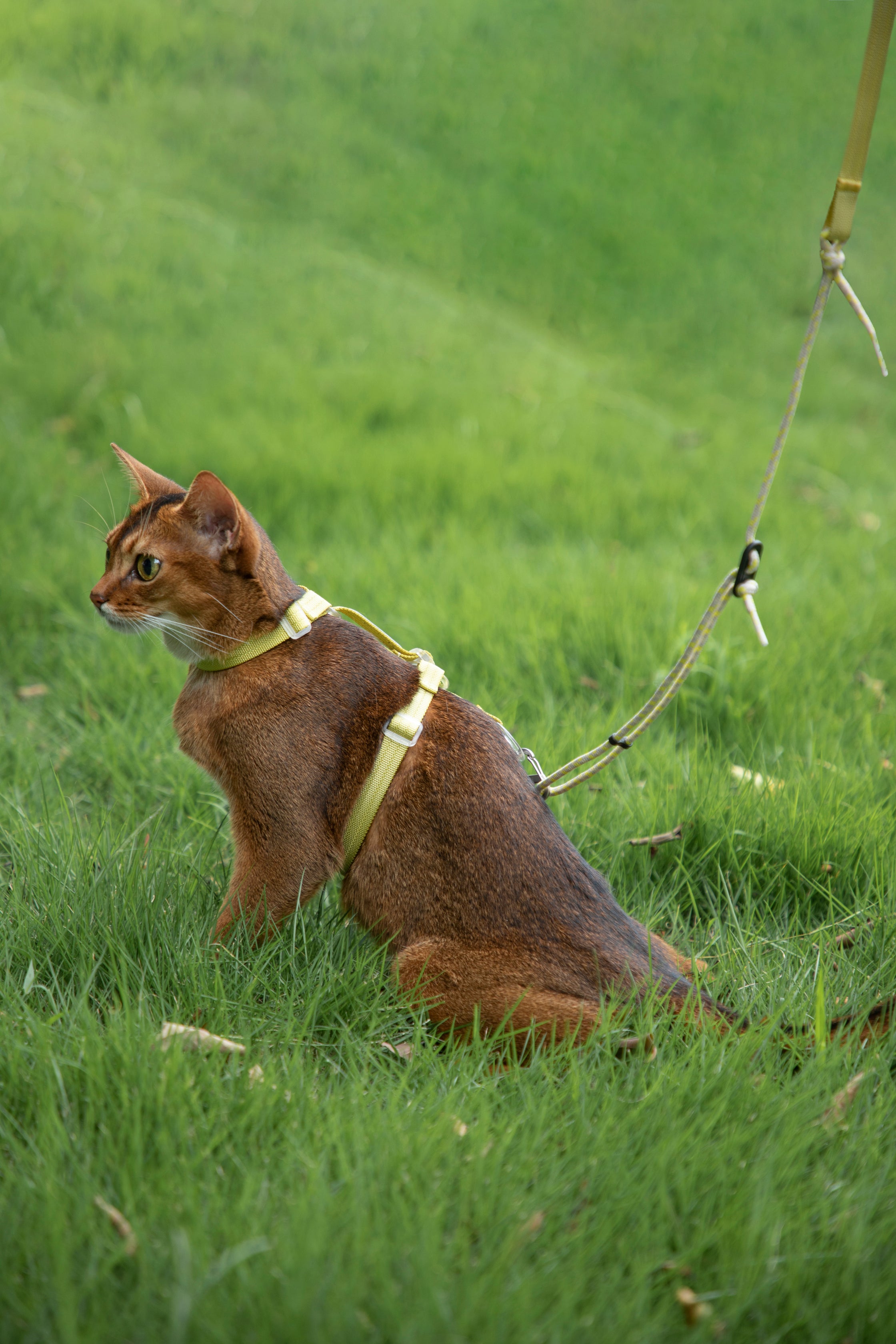 Freedom Exploration Cat Harness and Leash Set - Violet