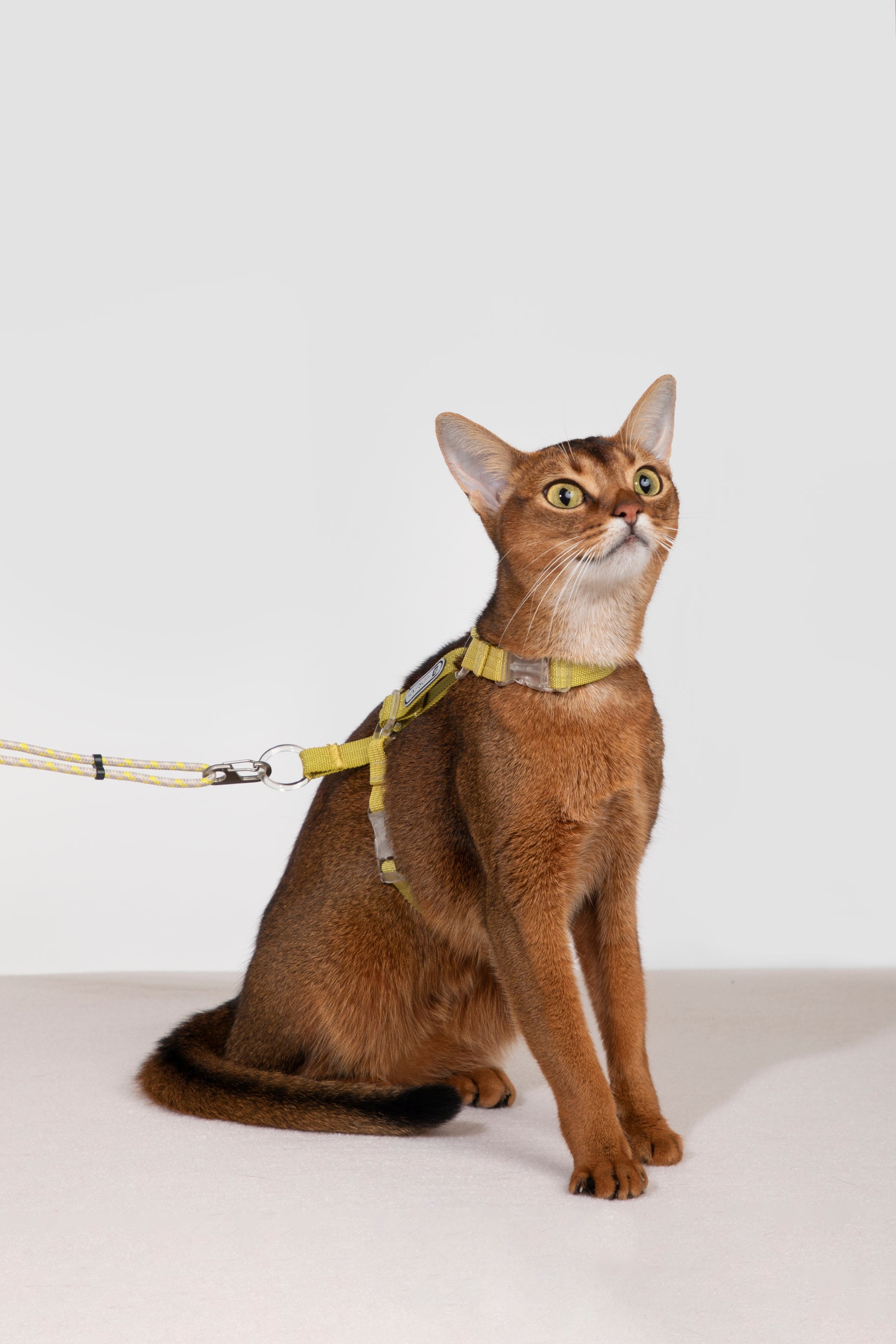 Freedom Exploration Cat Harness and Leash Set - Violet