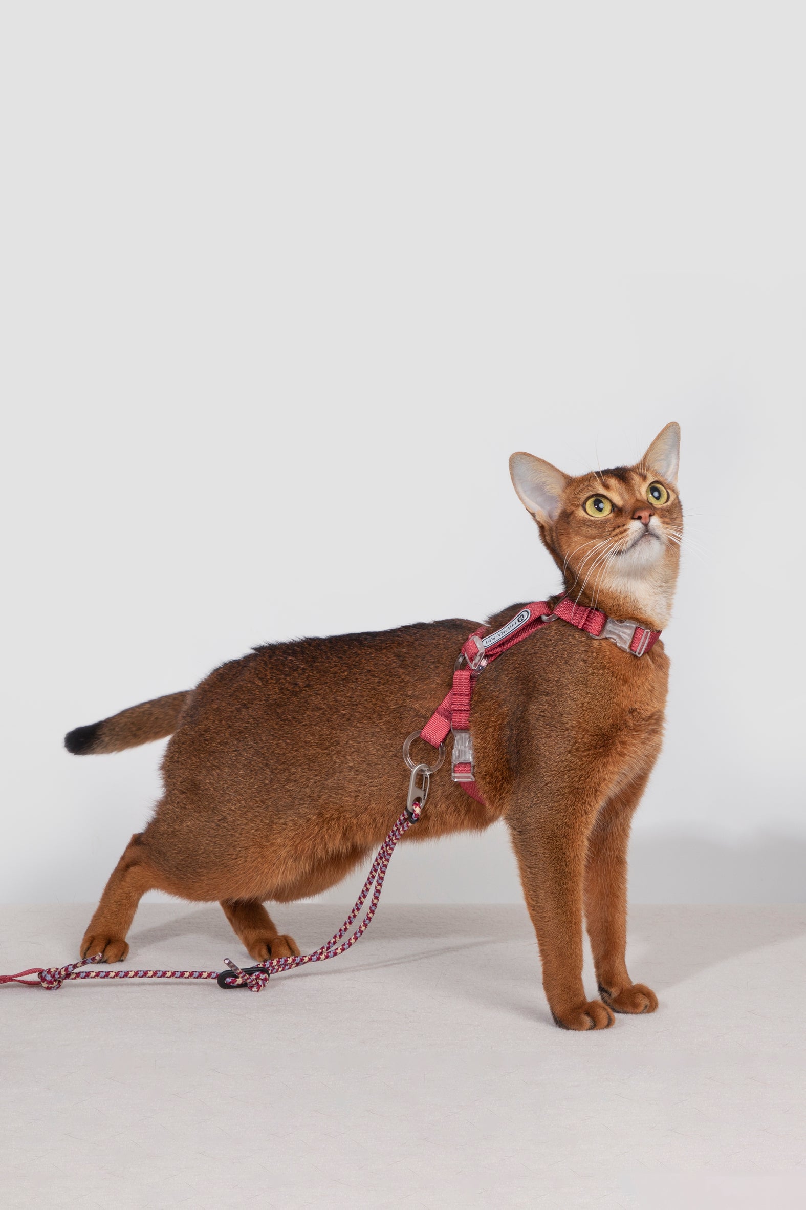 Freedom Exploration Cat Harness and Leash Set