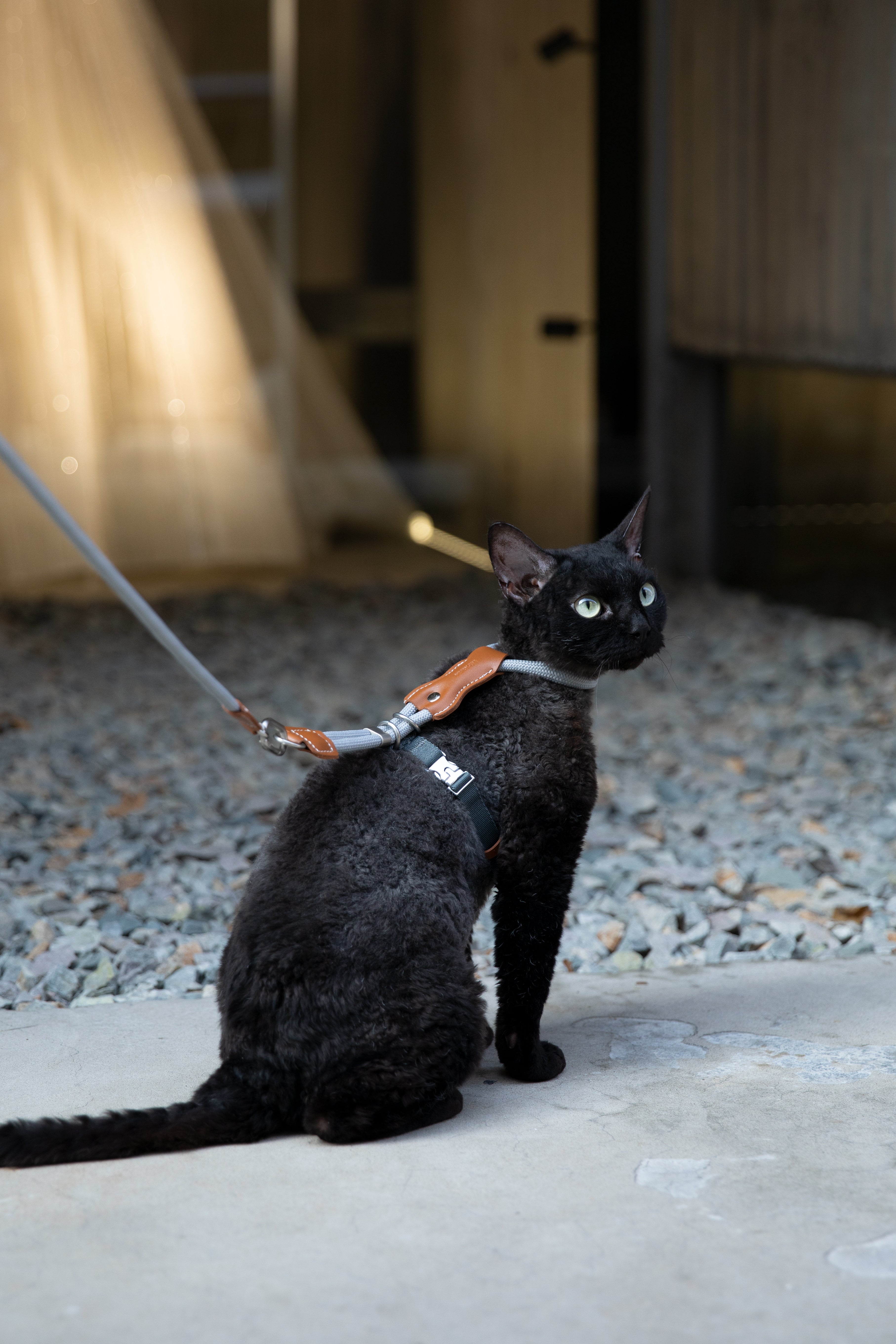 Leather Round Rope Cat Harness Set - Lisianthus Purple