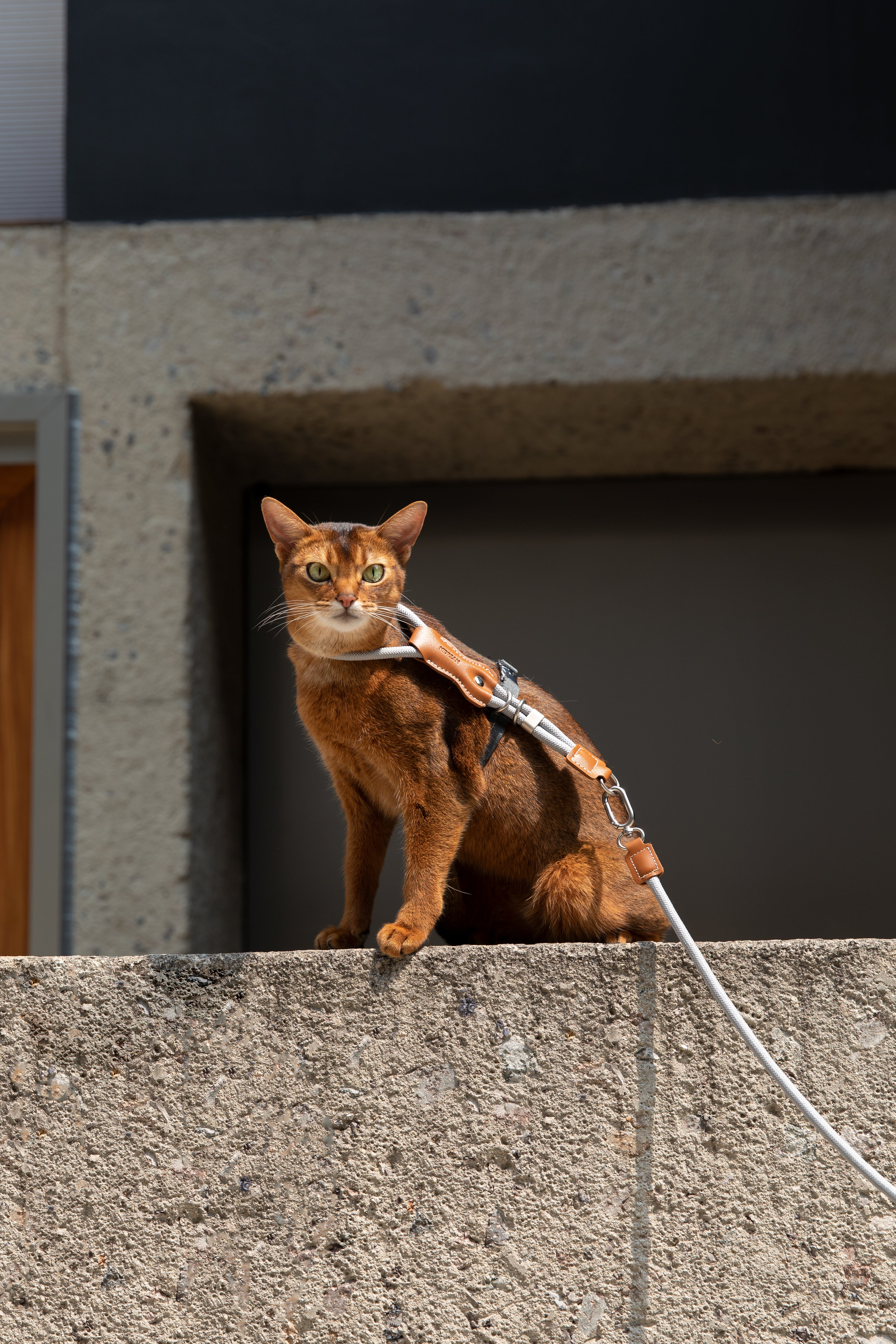 Leather Round Rope Cat Harness Set
