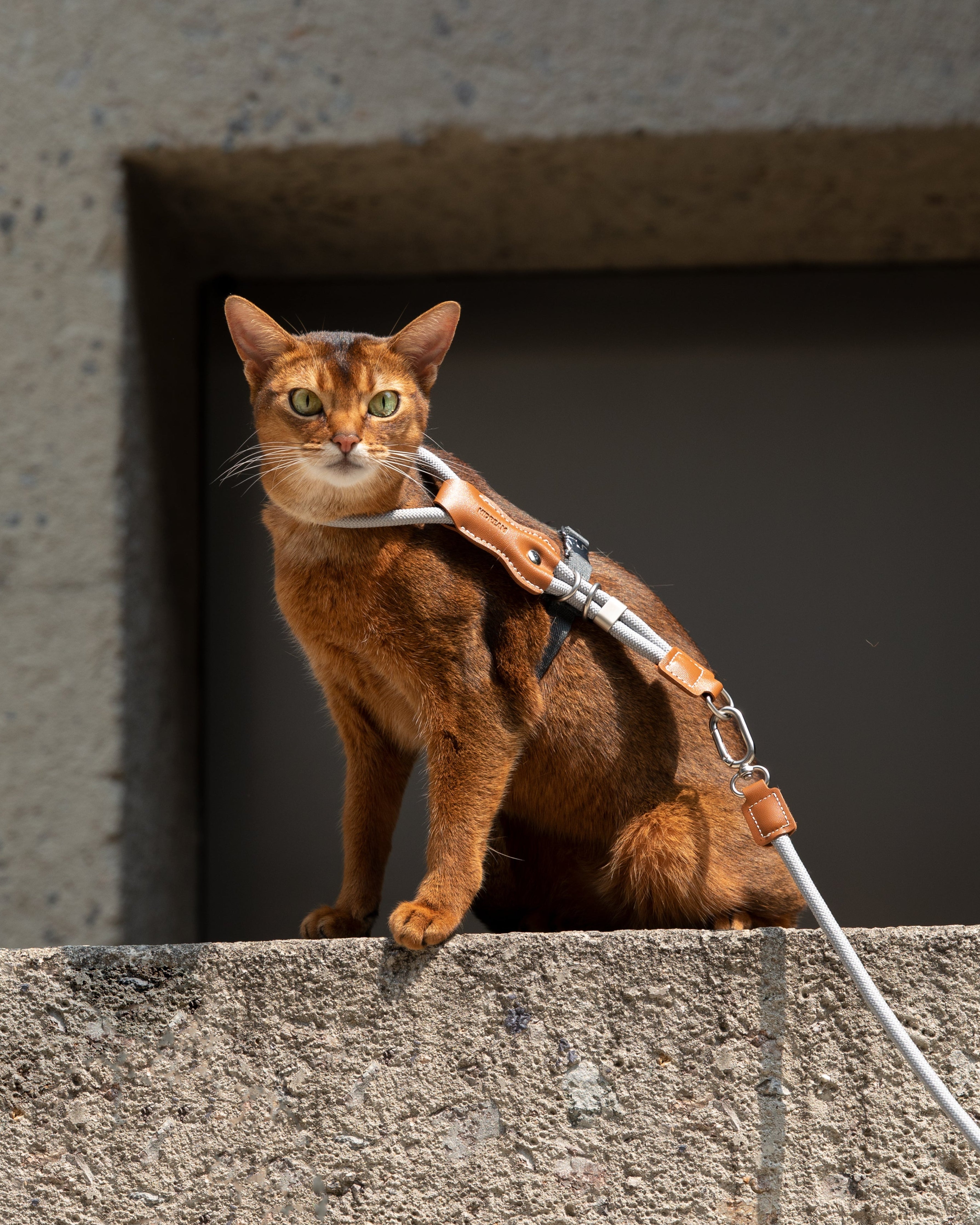 Cat on a leash sitting on a concrete ledge against a building.