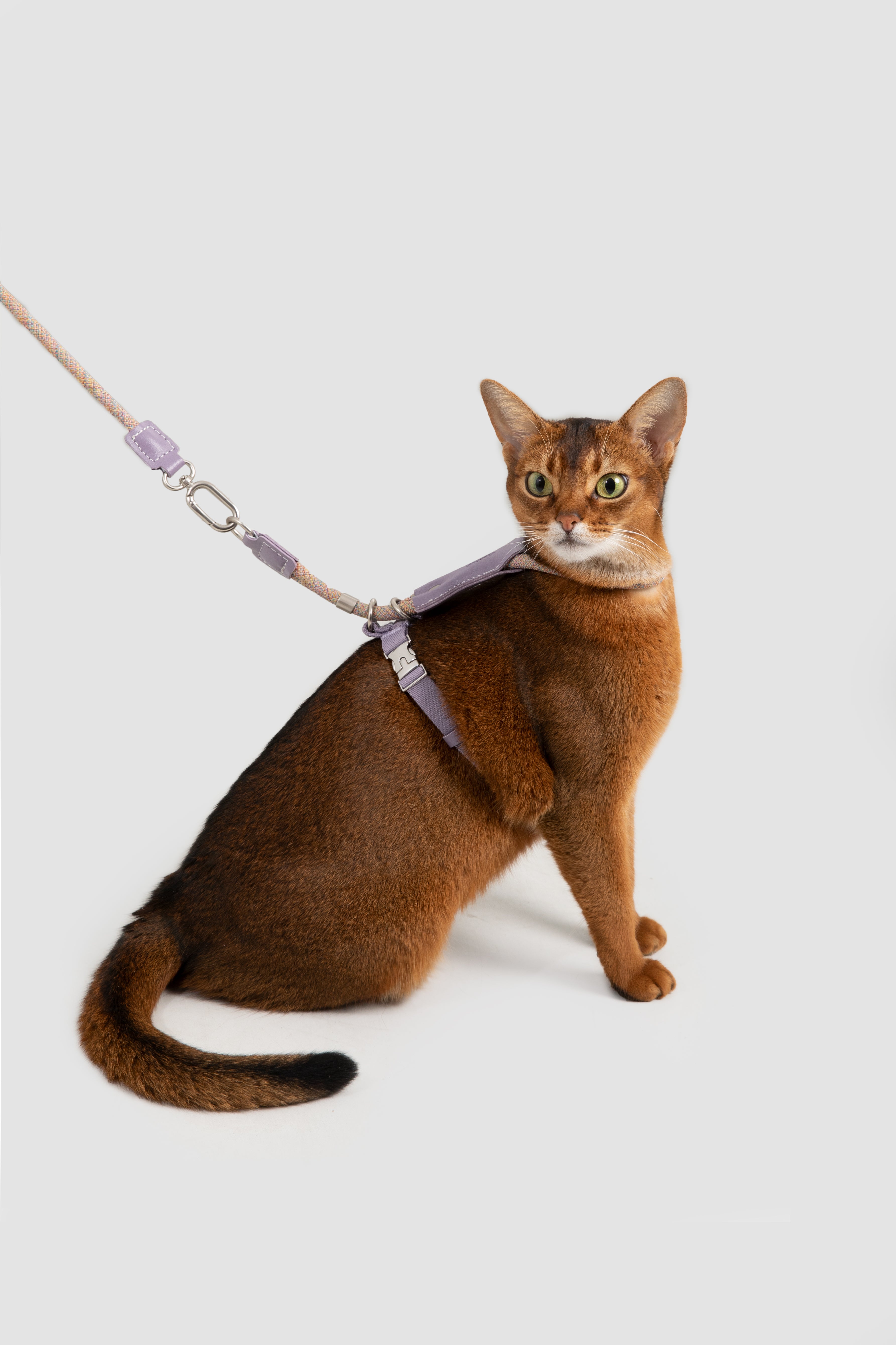 Leather Round Rope Cat Harness Set - Lisianthus Purple