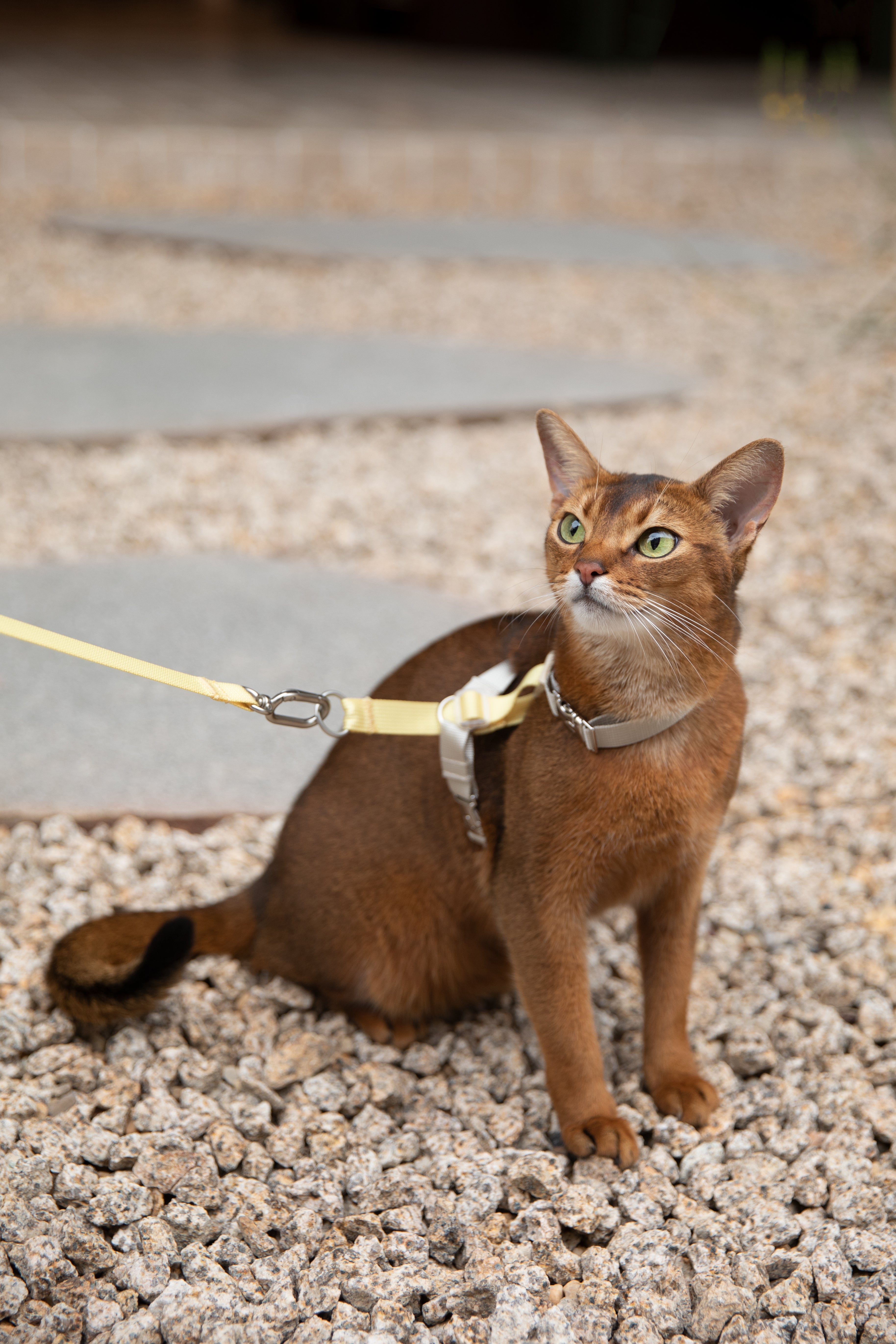 Two-Tone Leather Cat Harness & Leash Set