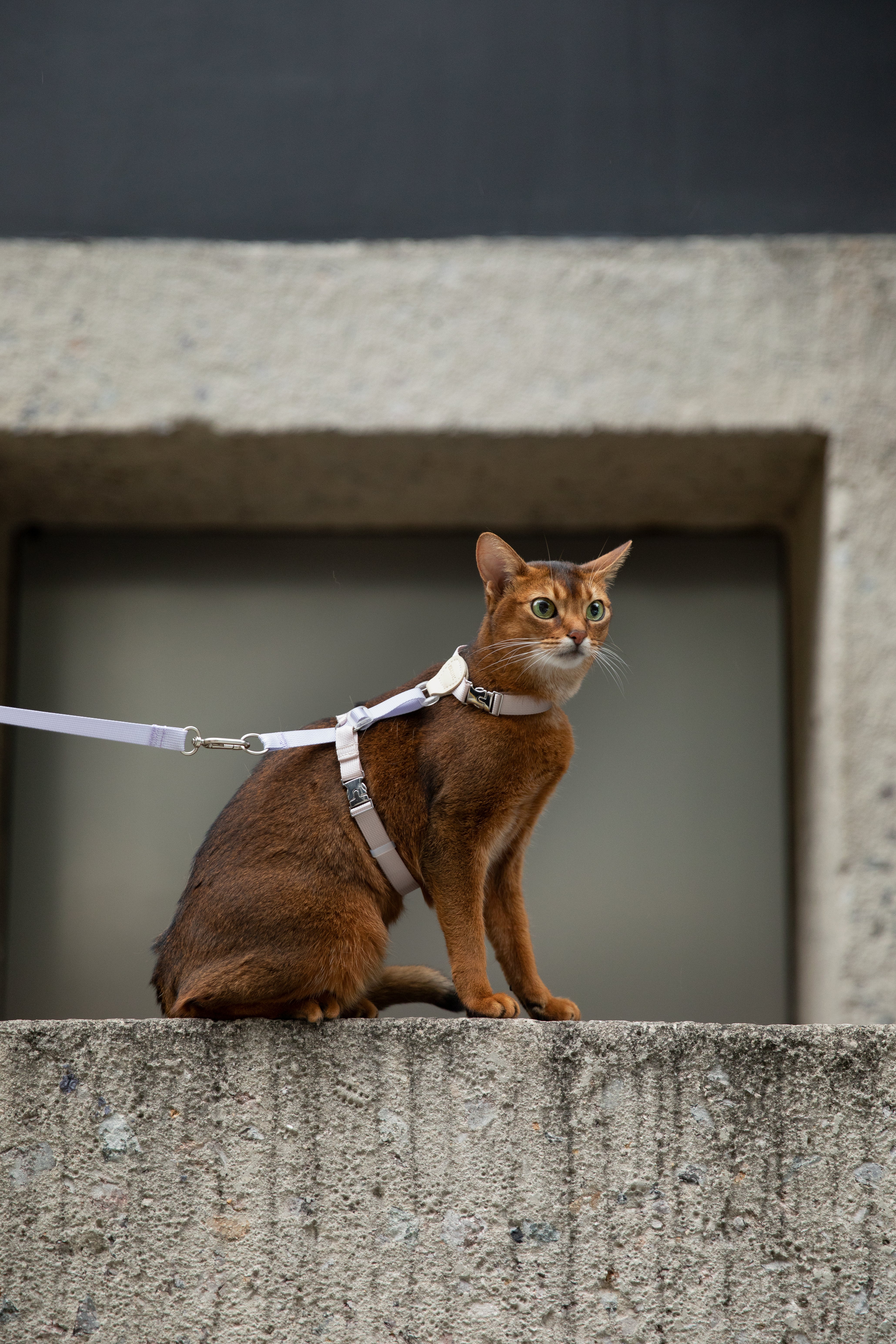 Two-Tone Leather Cat Harness & Leash Set