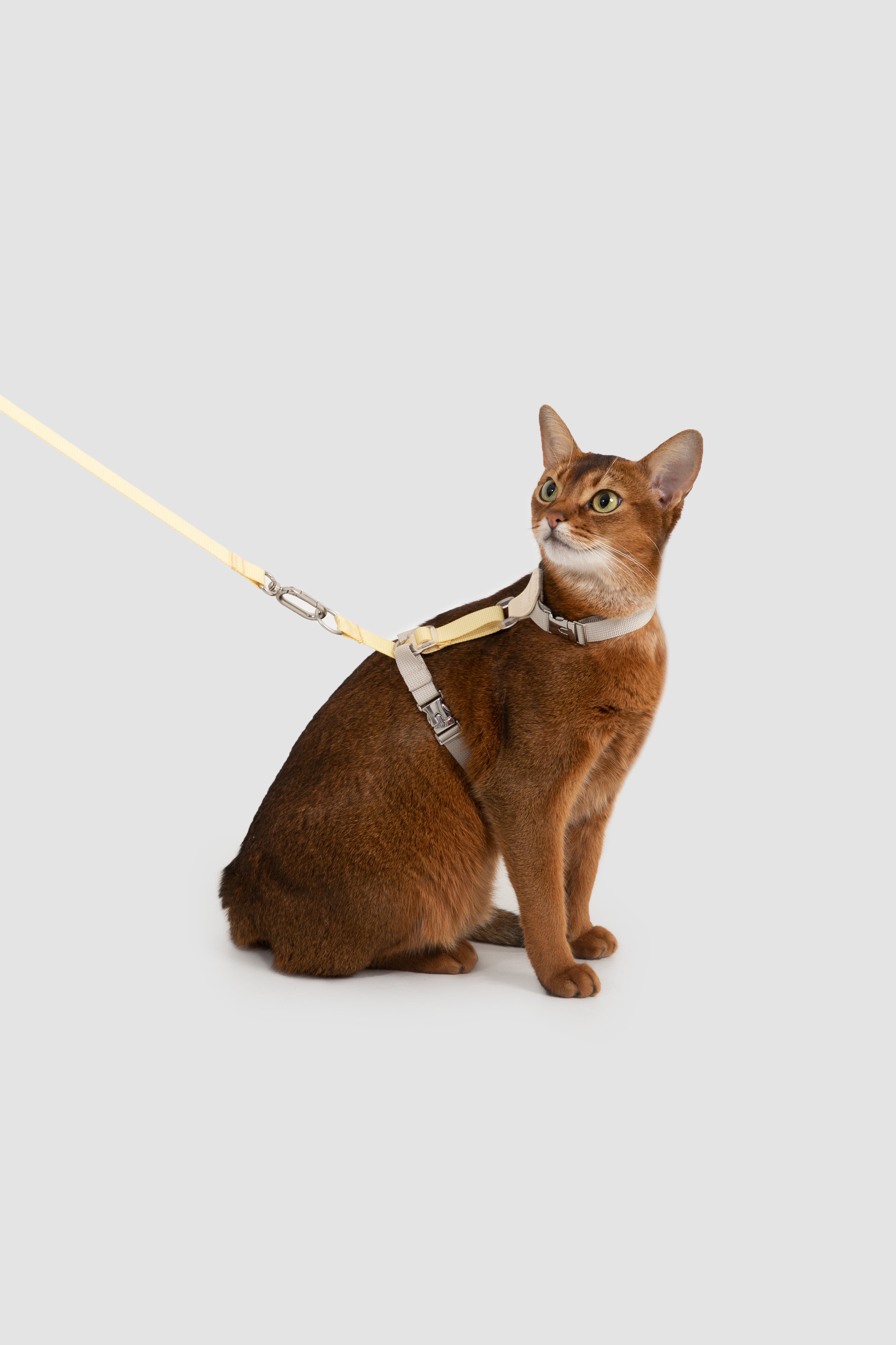 Two-Tone Leather Cat Harness & Leash Set
