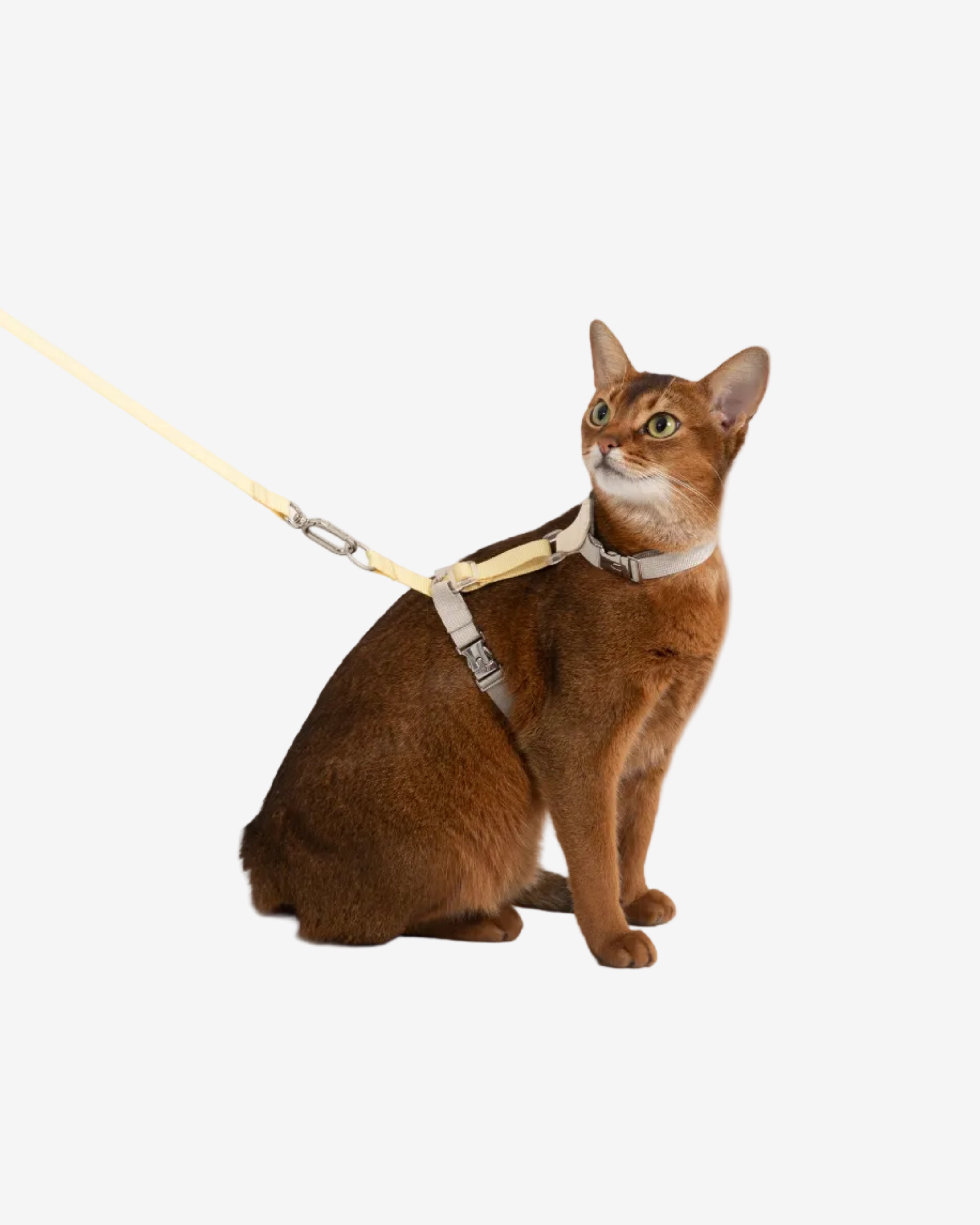 Two-Tone Leather Cat Harness & Leash Set