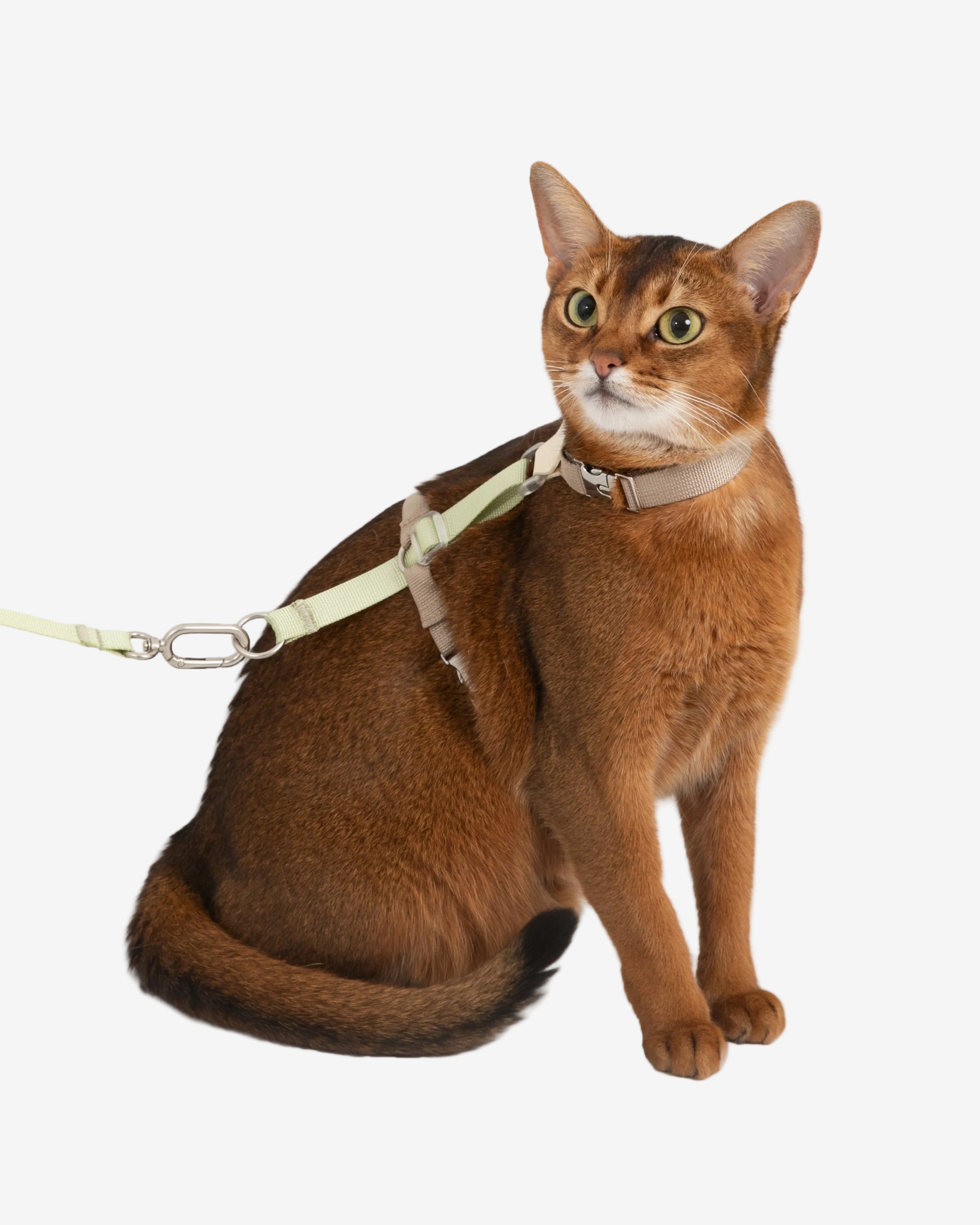 Two-Tone Leather Cat Harness & Leash Set