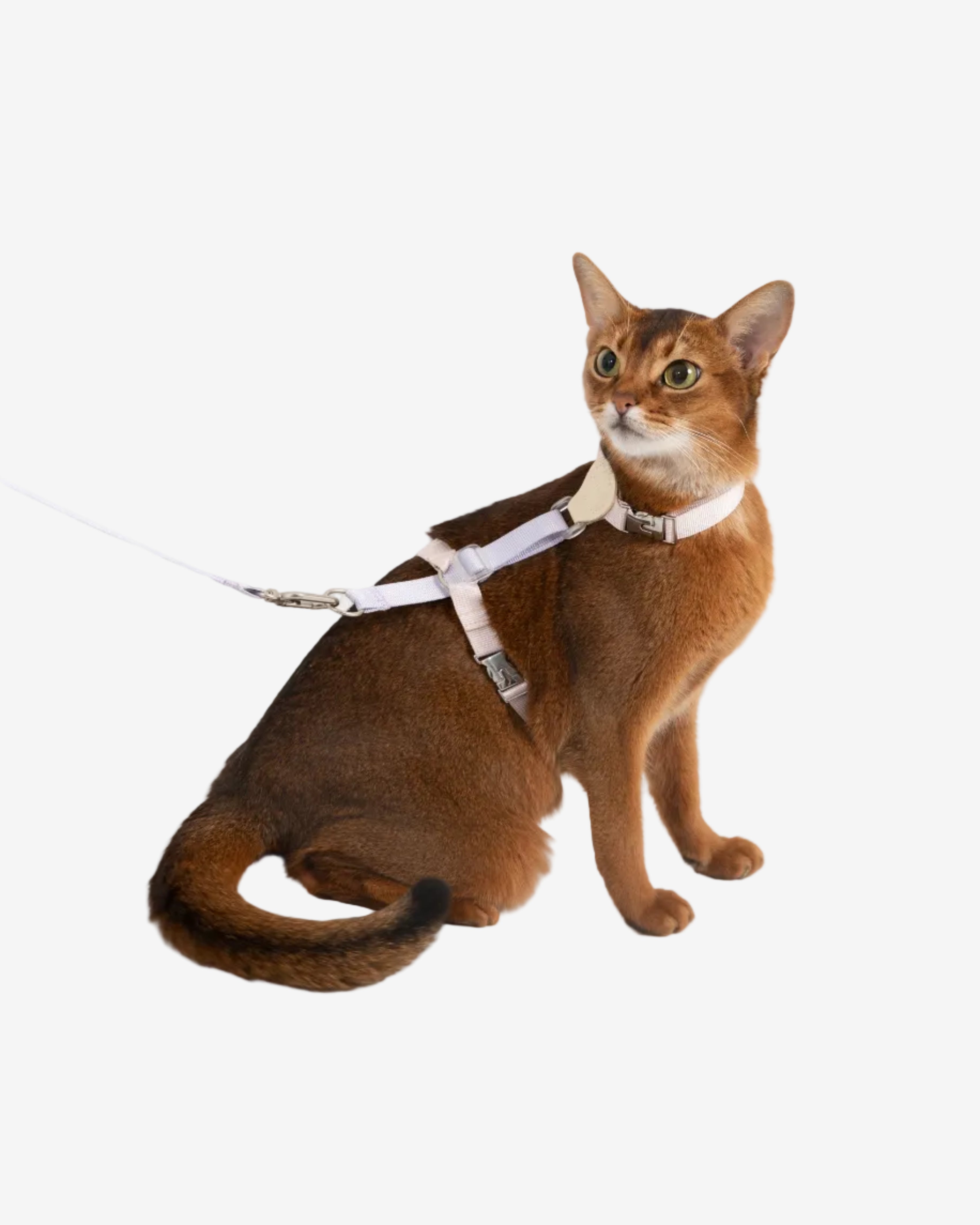 Two-Tone Leather Cat Harness & Leash Set