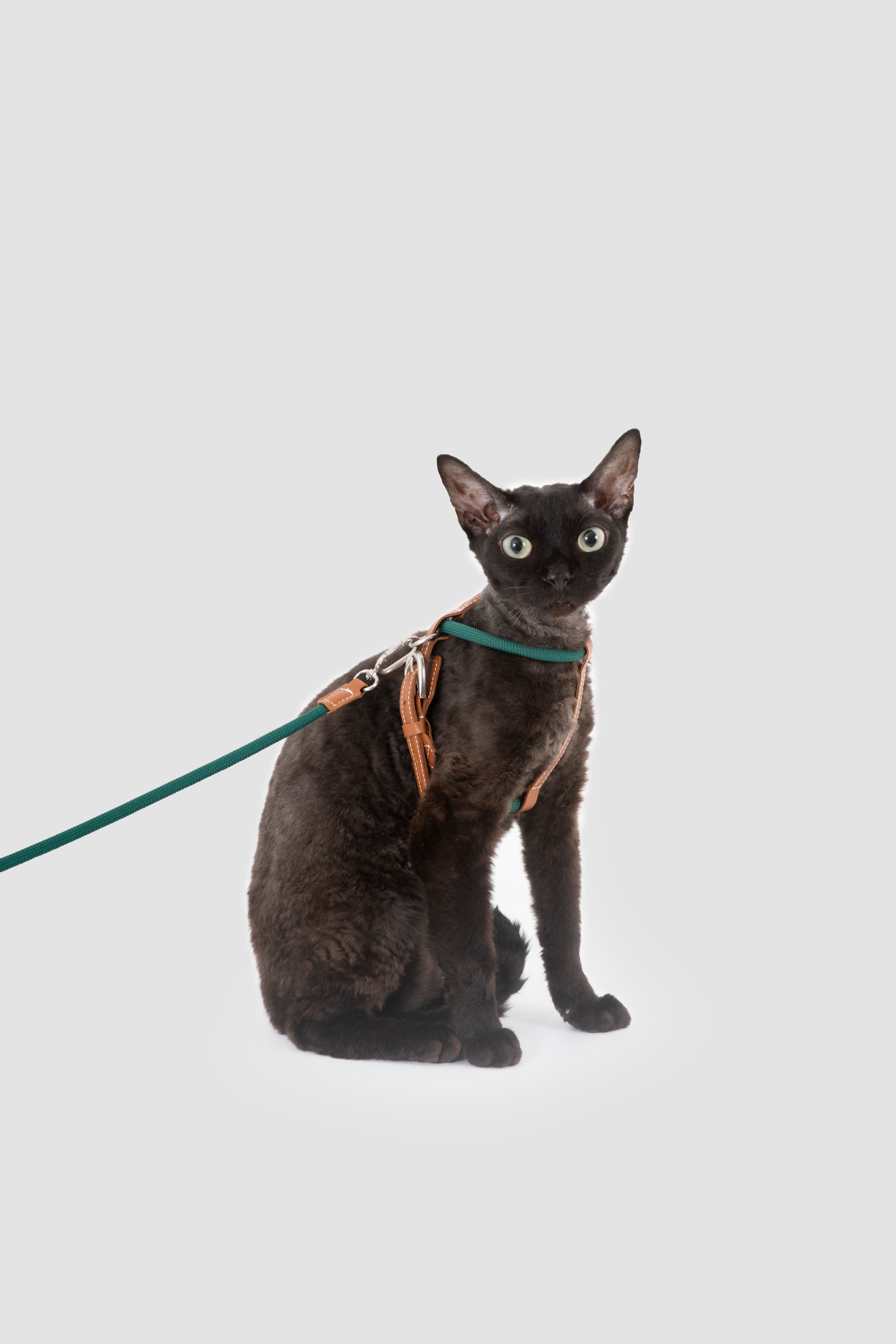 Freedom Leather Rope Cat Harness and Leash Set