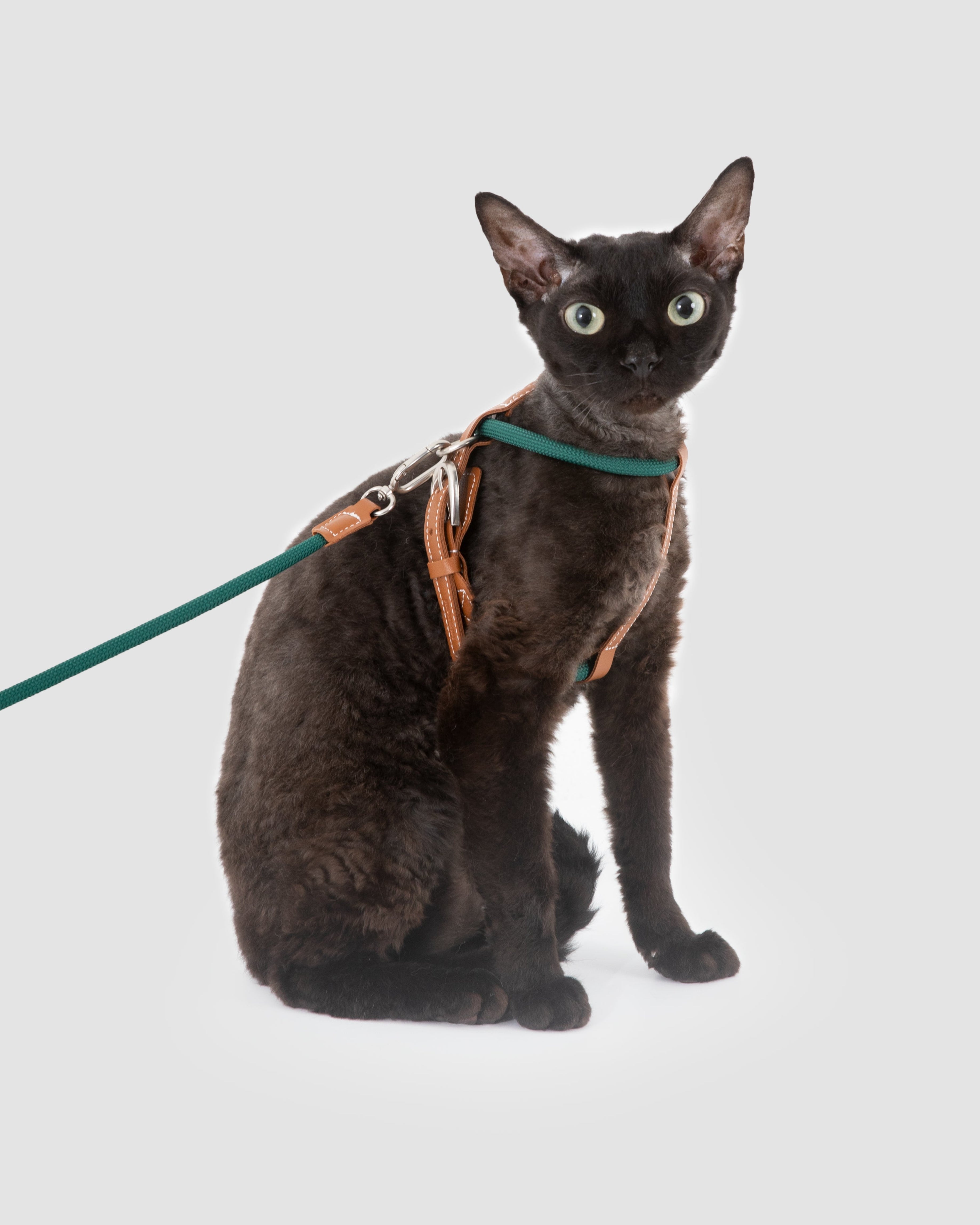 Cat wearing a harness and leash on a light gray background