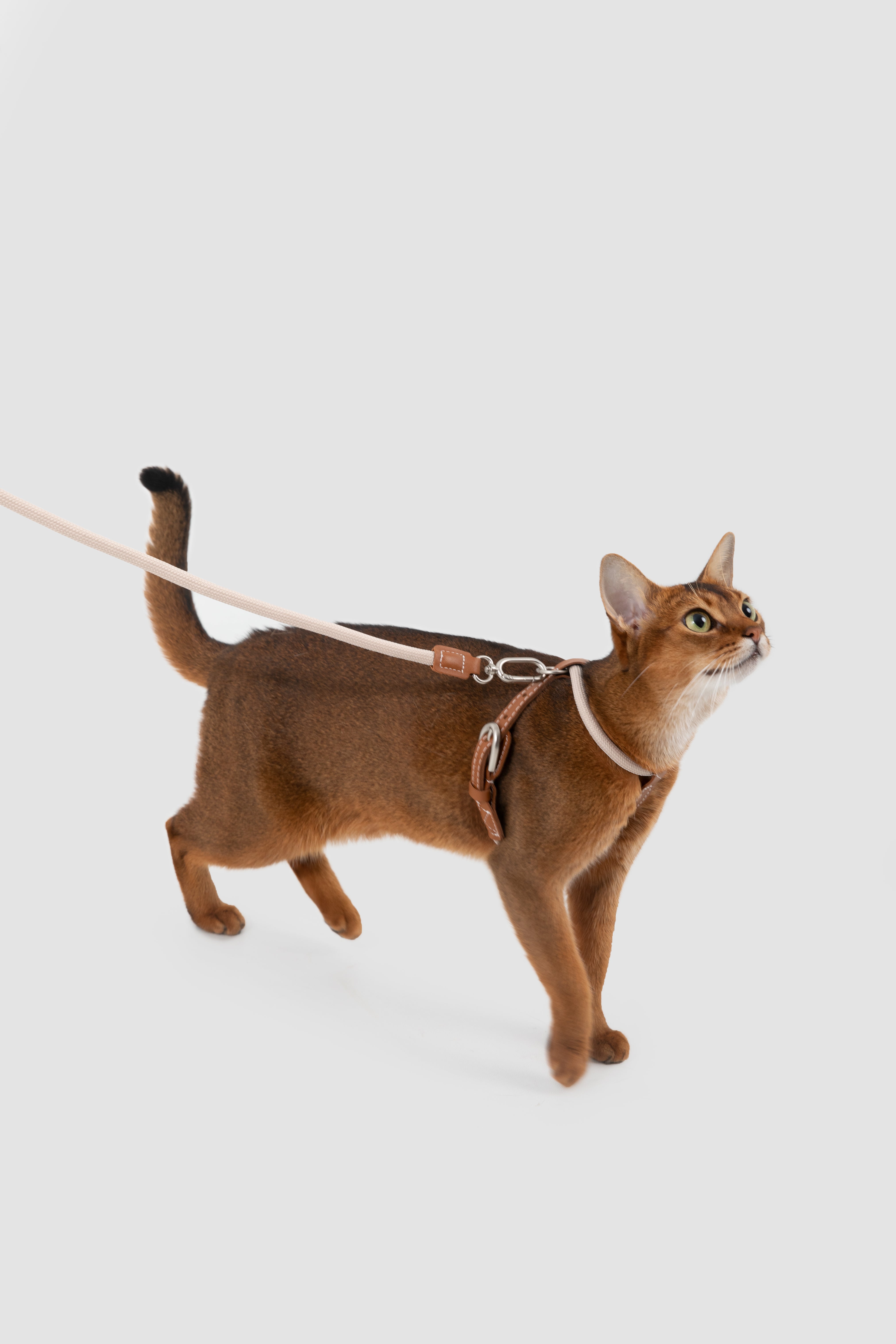 Freedom Leather Rope Cat Harness and Leash Set