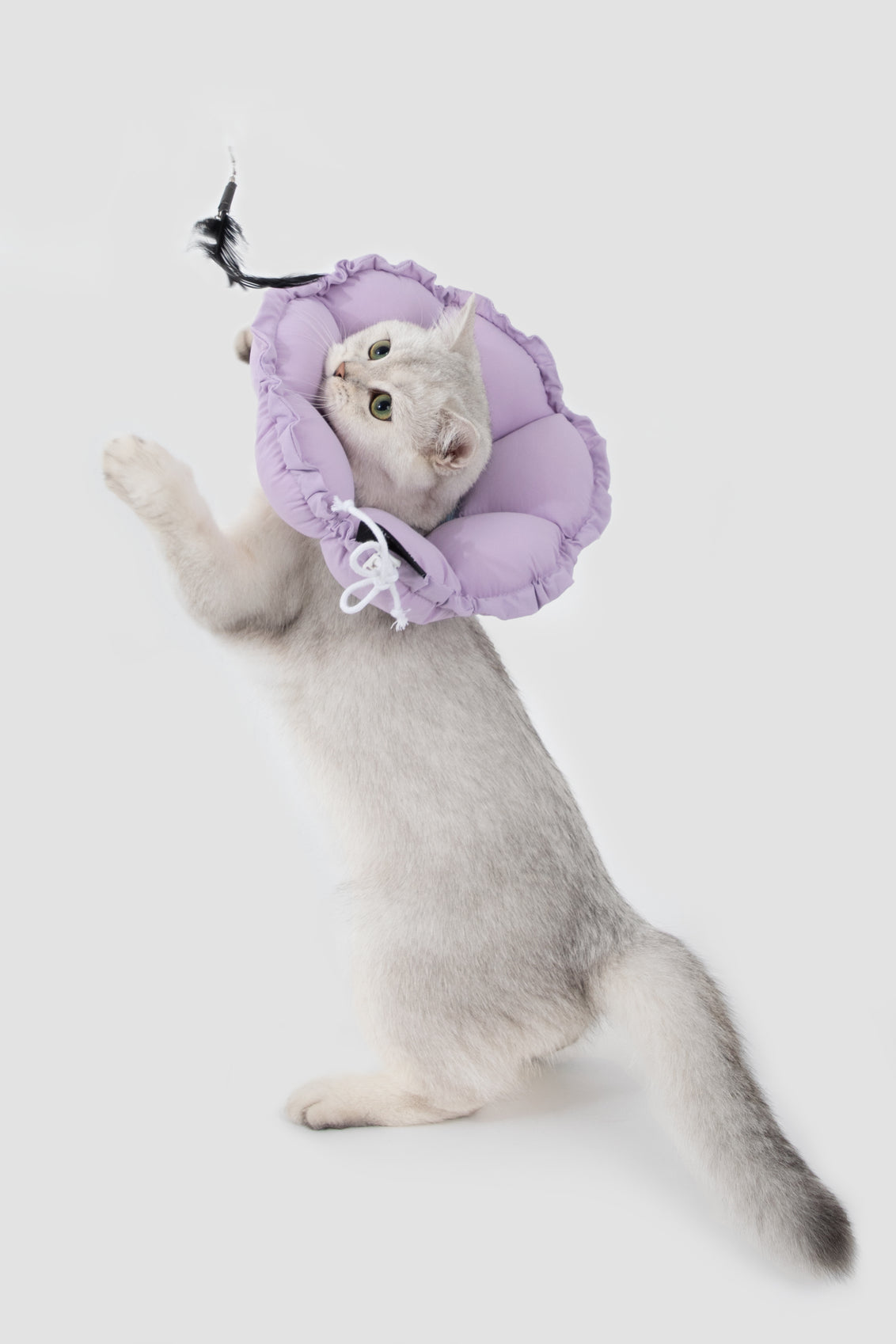 Floral Pet Recovery Collar Plus