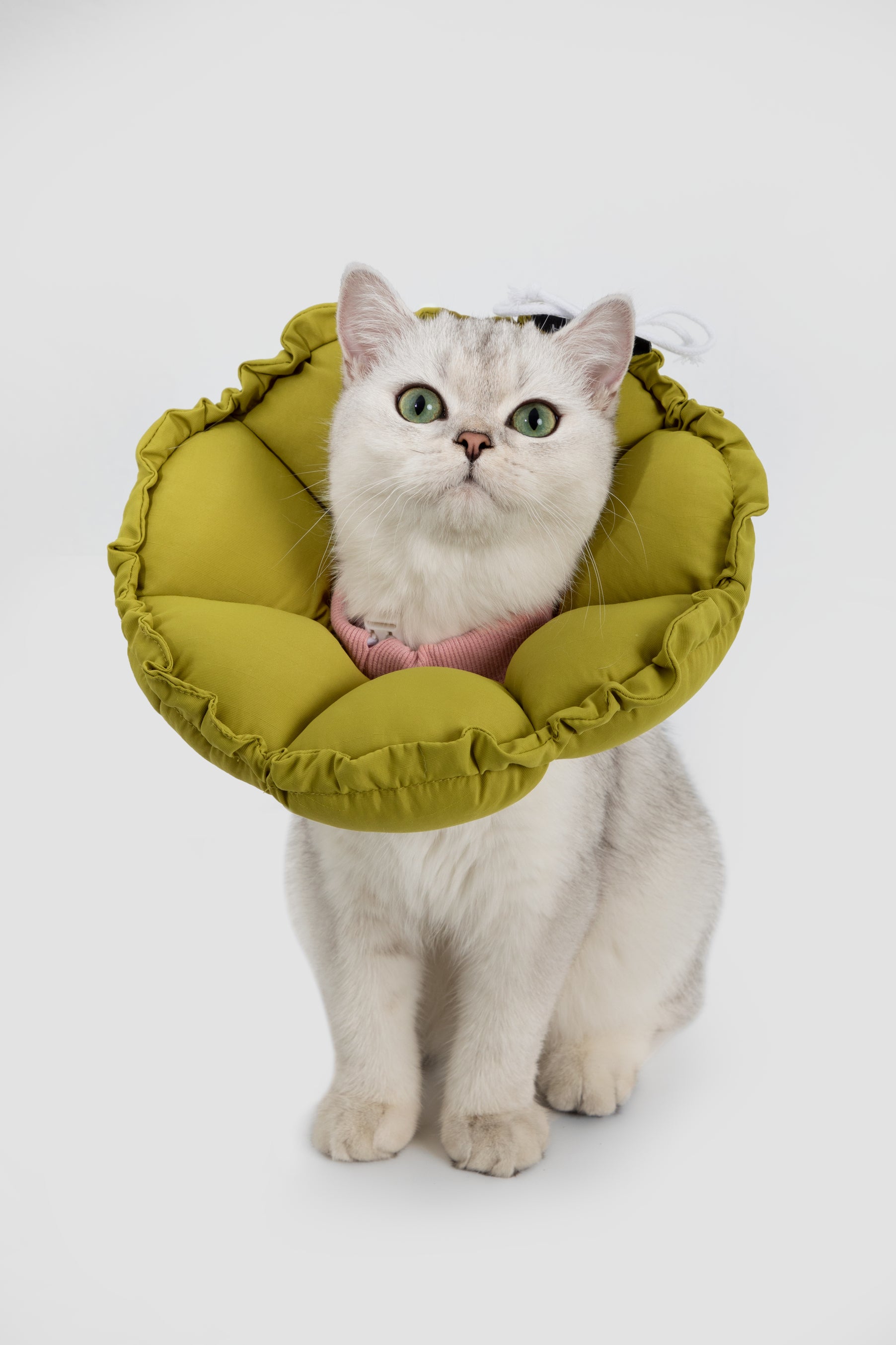 Floral Pet Recovery Collar Plus