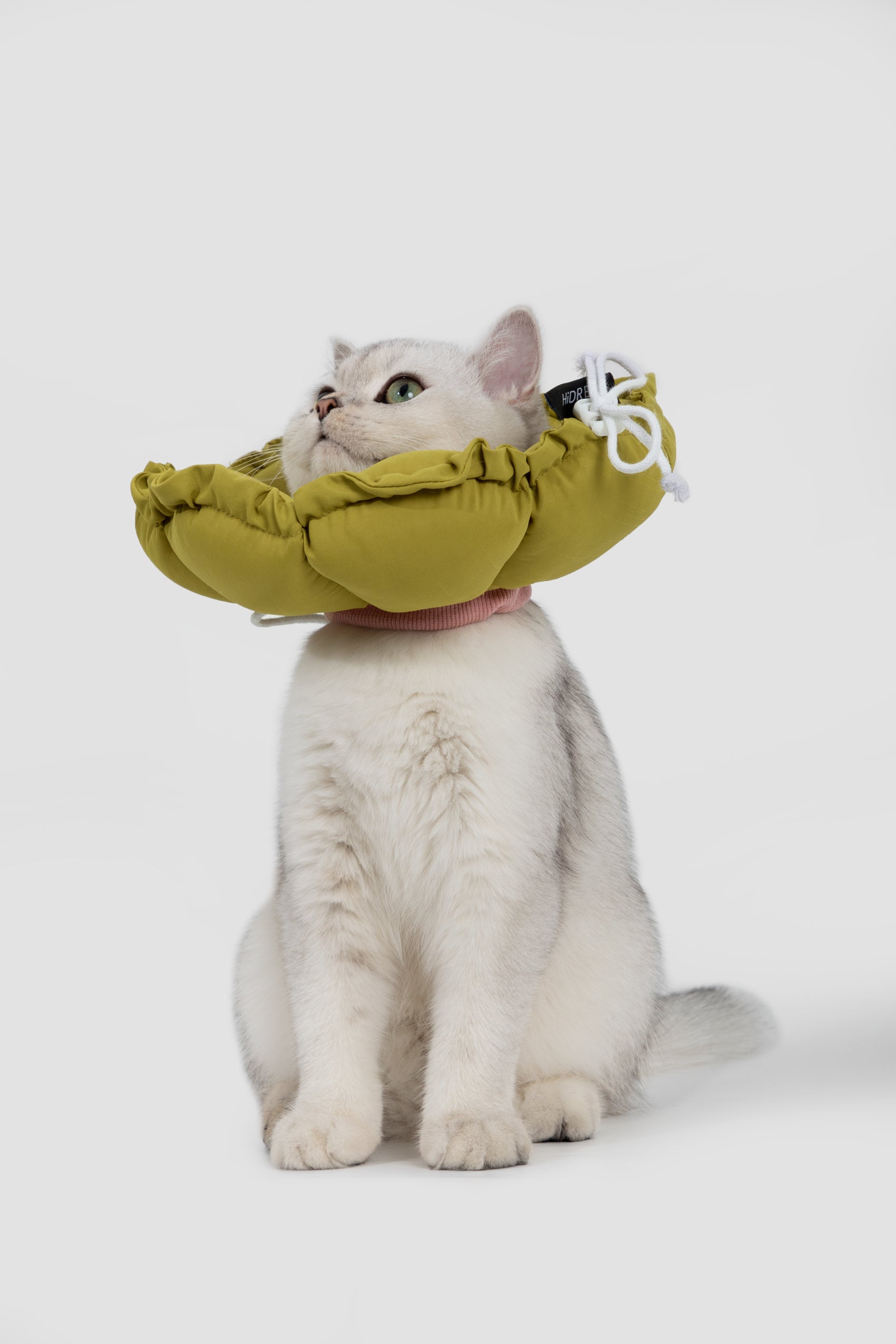 Floral Pet Recovery Collar Plus - Mustard Green