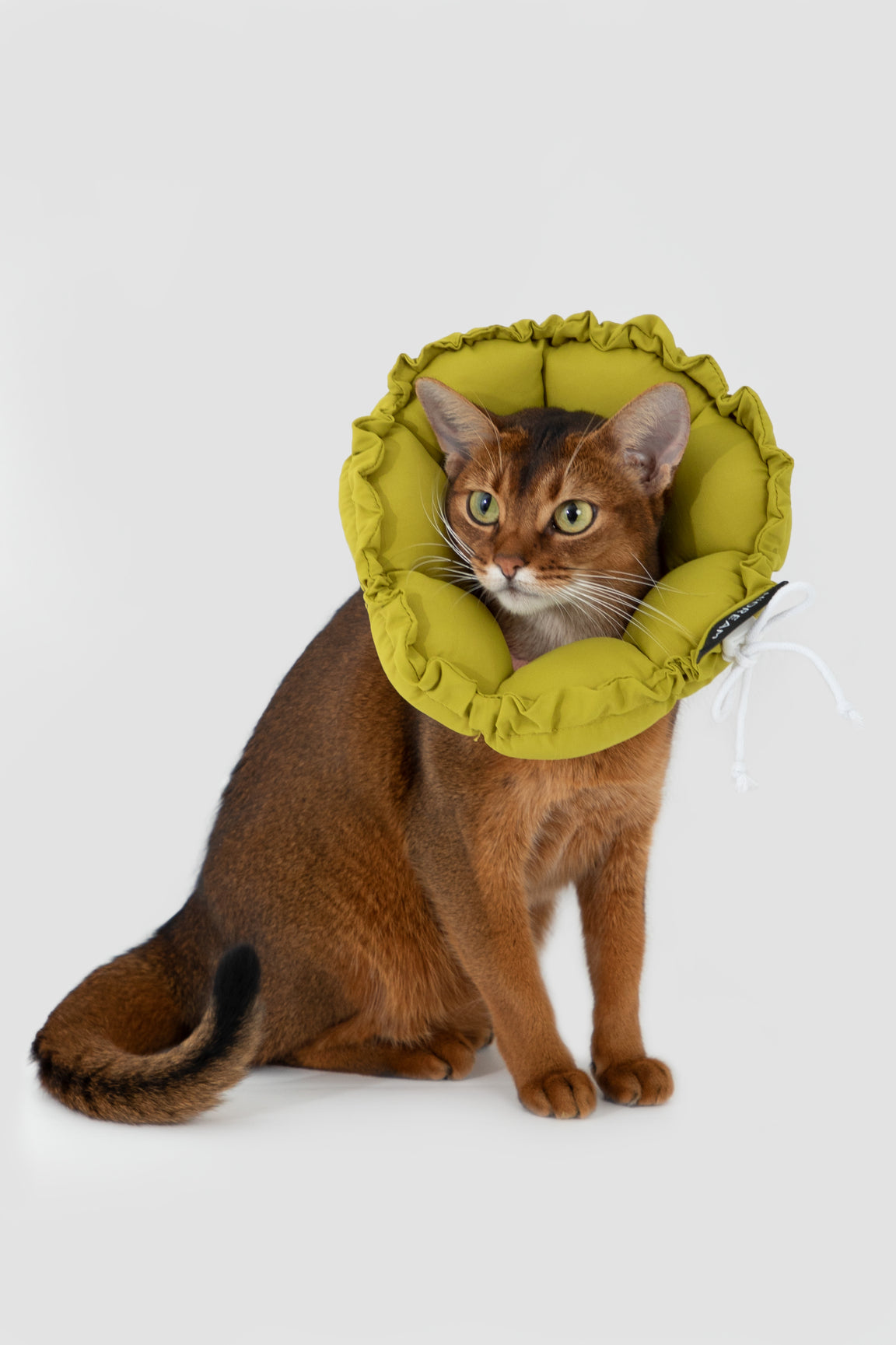 Floral Pet Recovery Collar Plus
