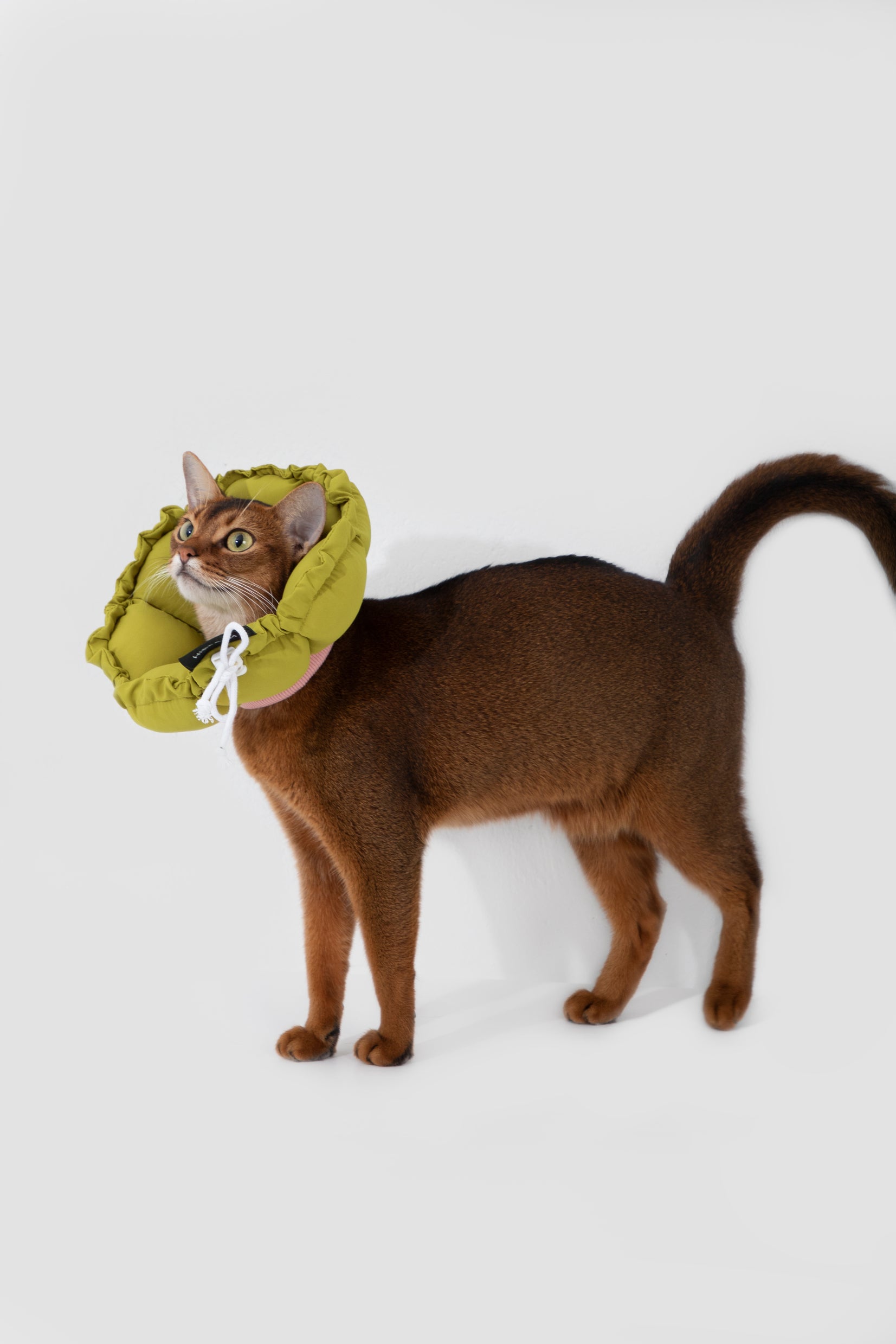 Floral Pet Recovery Collar Plus