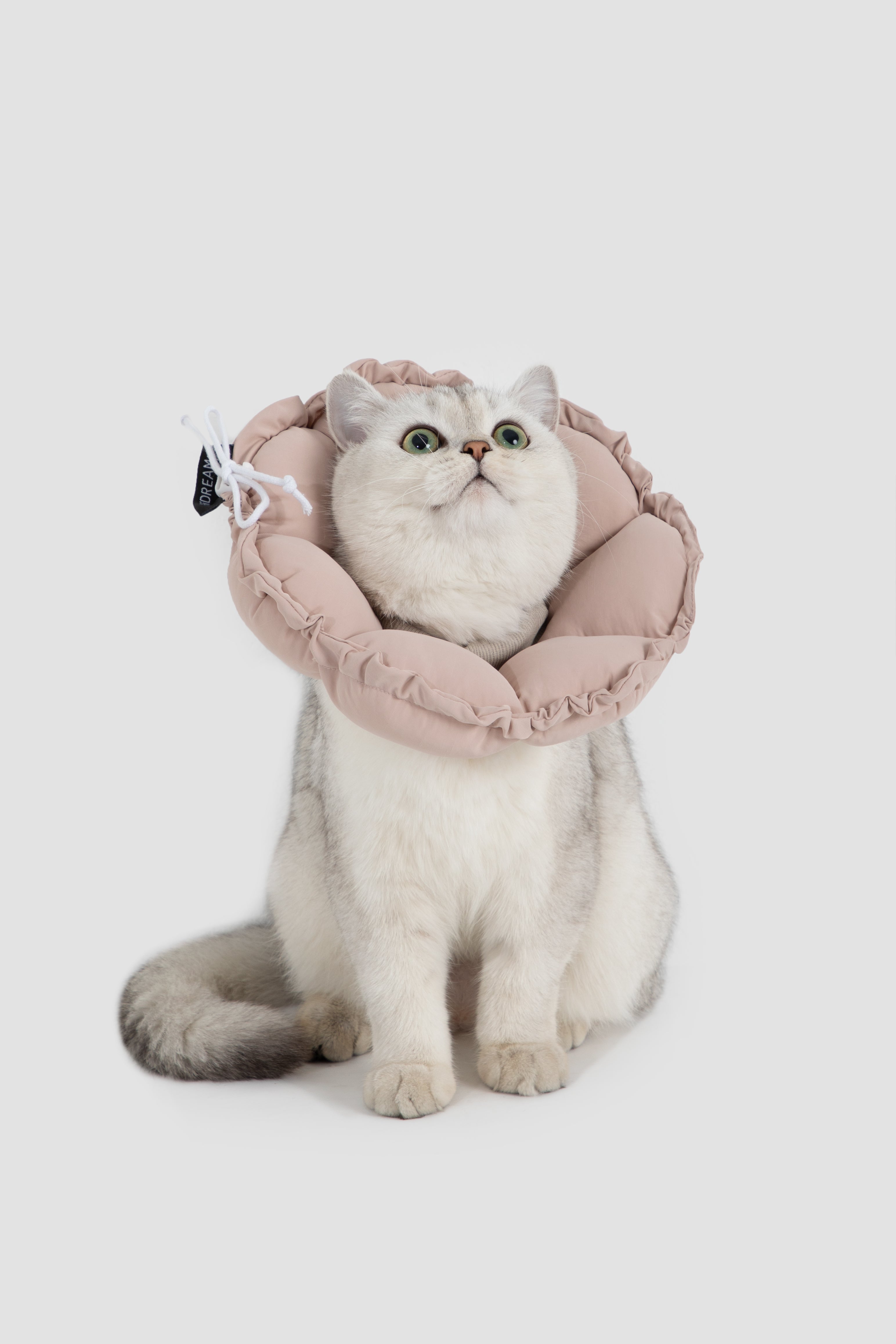 Floral Pet Recovery Collar Plus