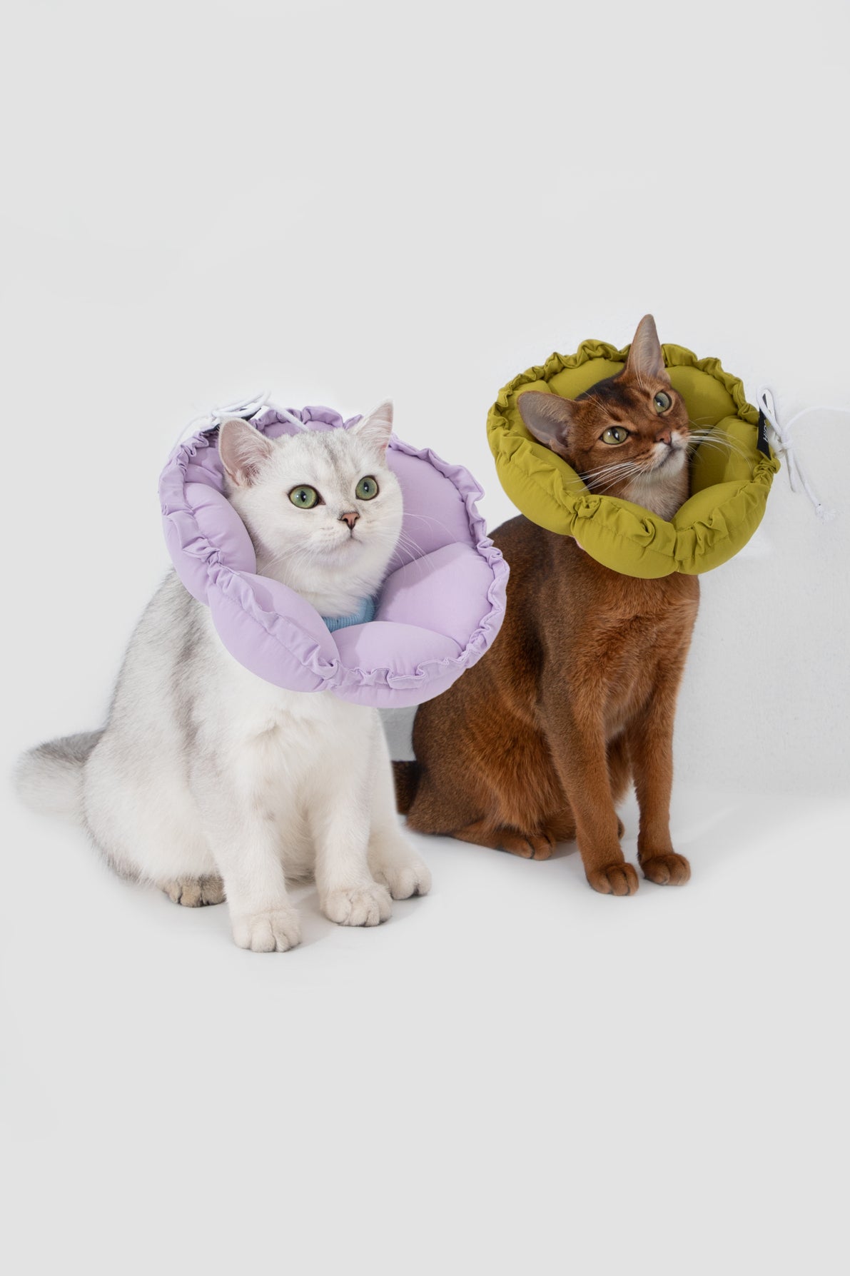 Floral Pet Recovery Collar Plus