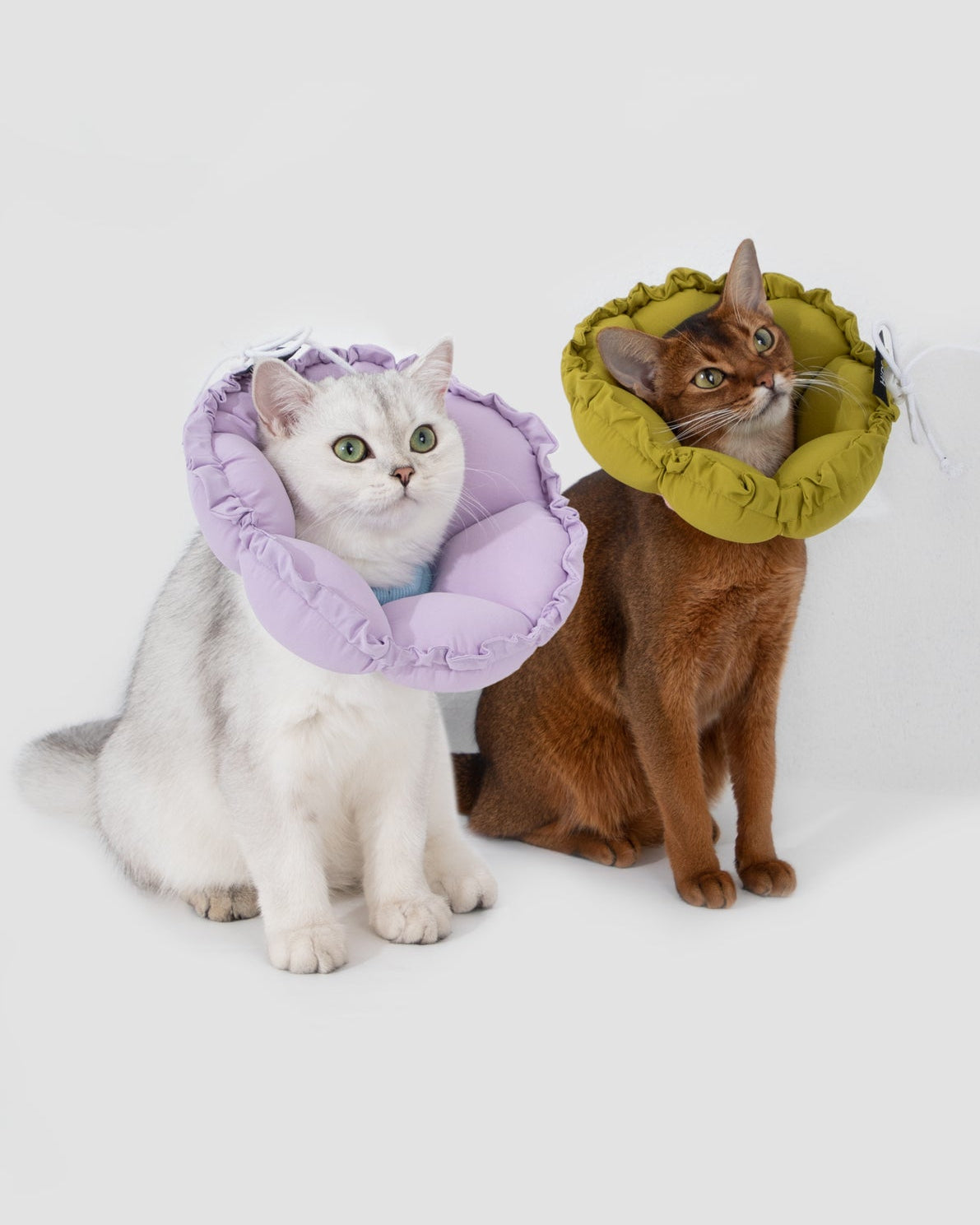 Floral Pet Recovery Collar Plus