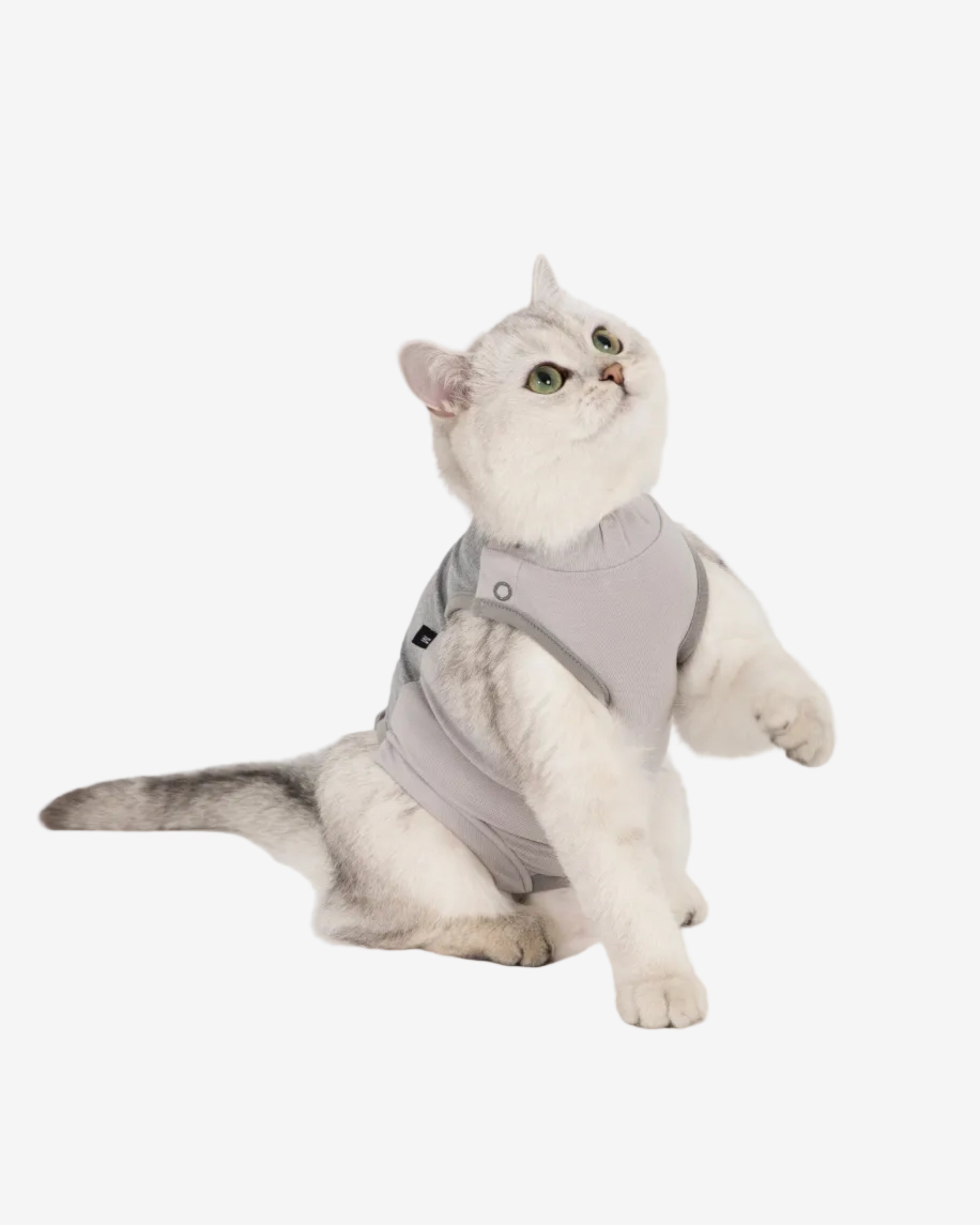 Colorblock Cat Recovery Suit