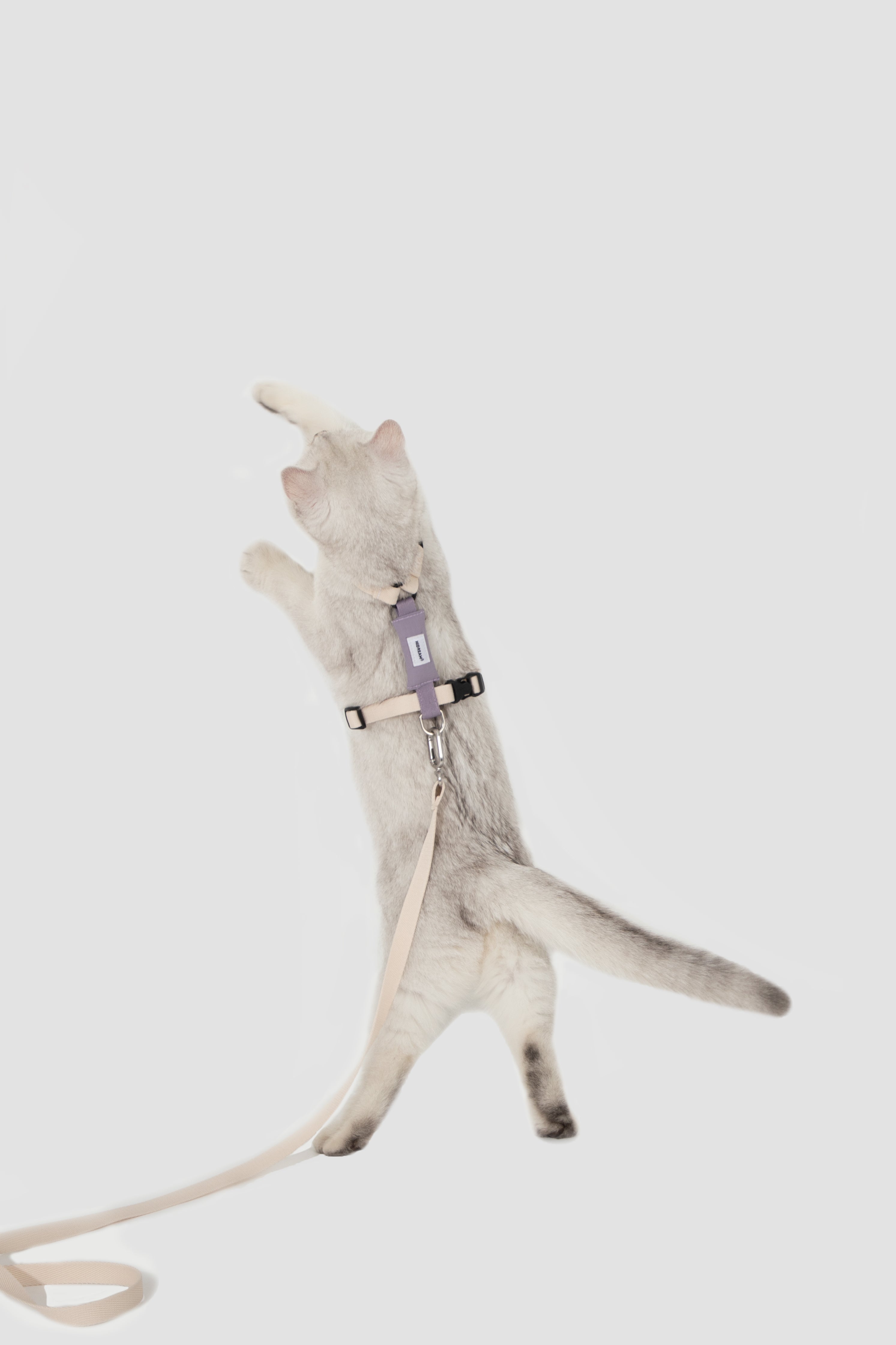 H-Style Adjustable Cat Harness and Leash Set - Green & Grey