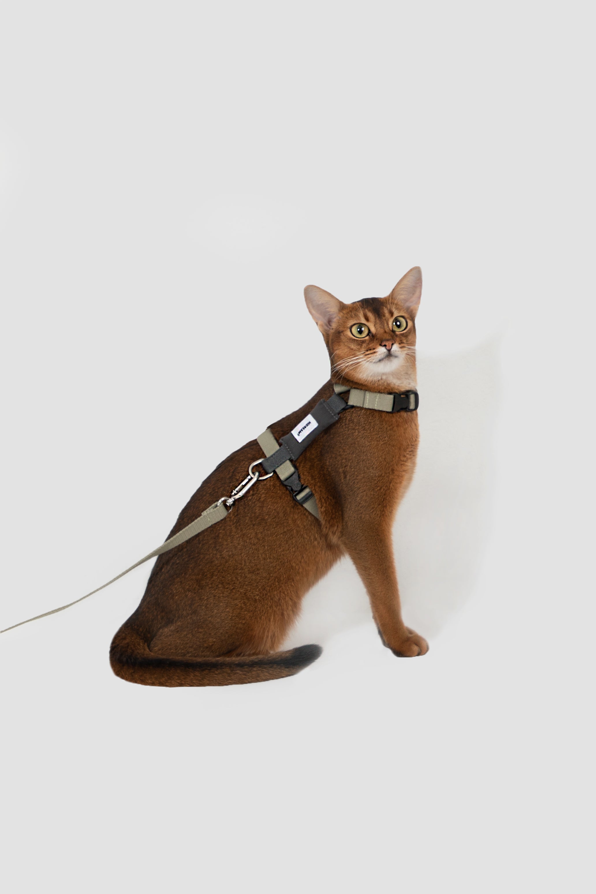H-Style Adjustable Cat Harness and Leash Set