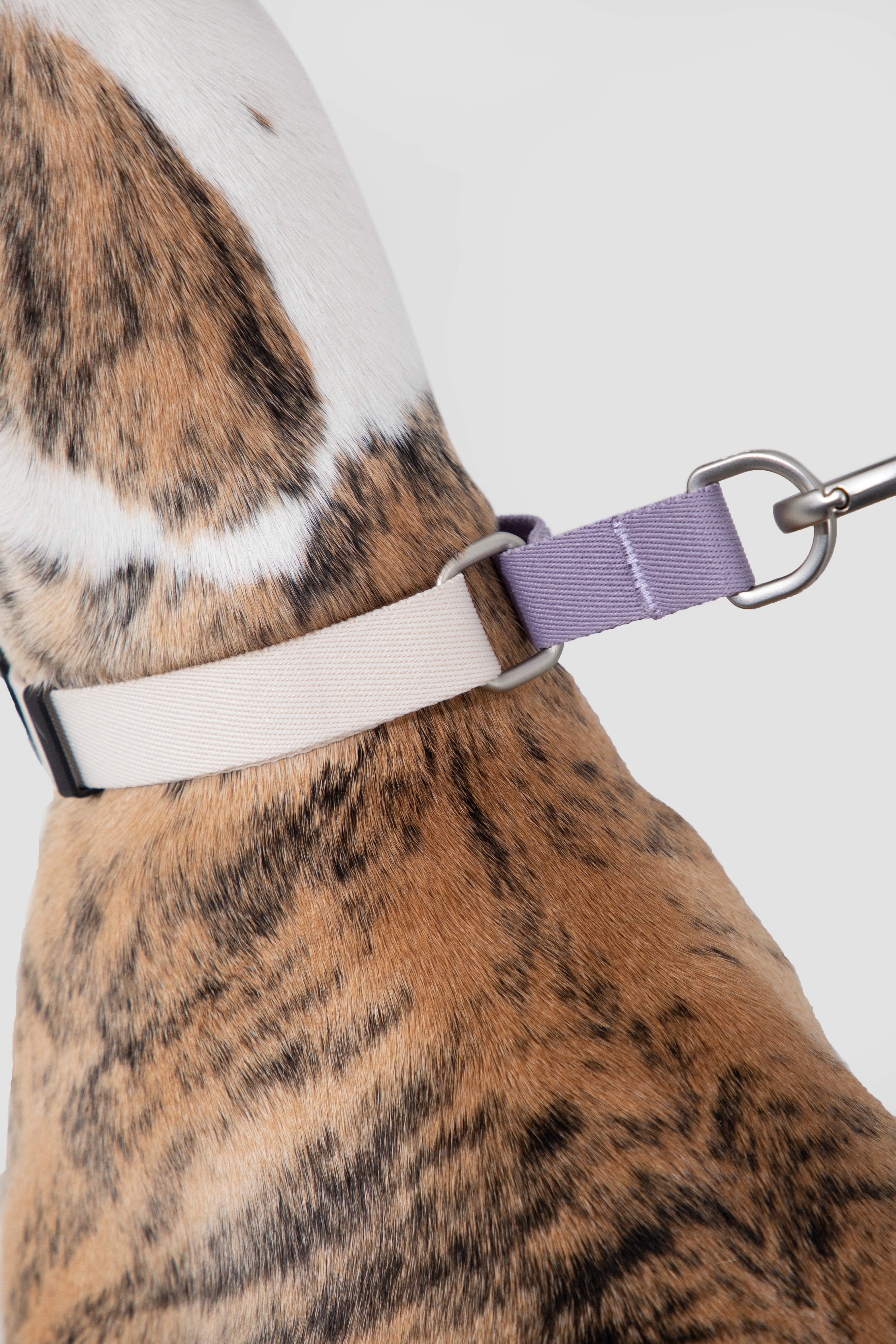 Anti-pull Half-Choke Dog Collar