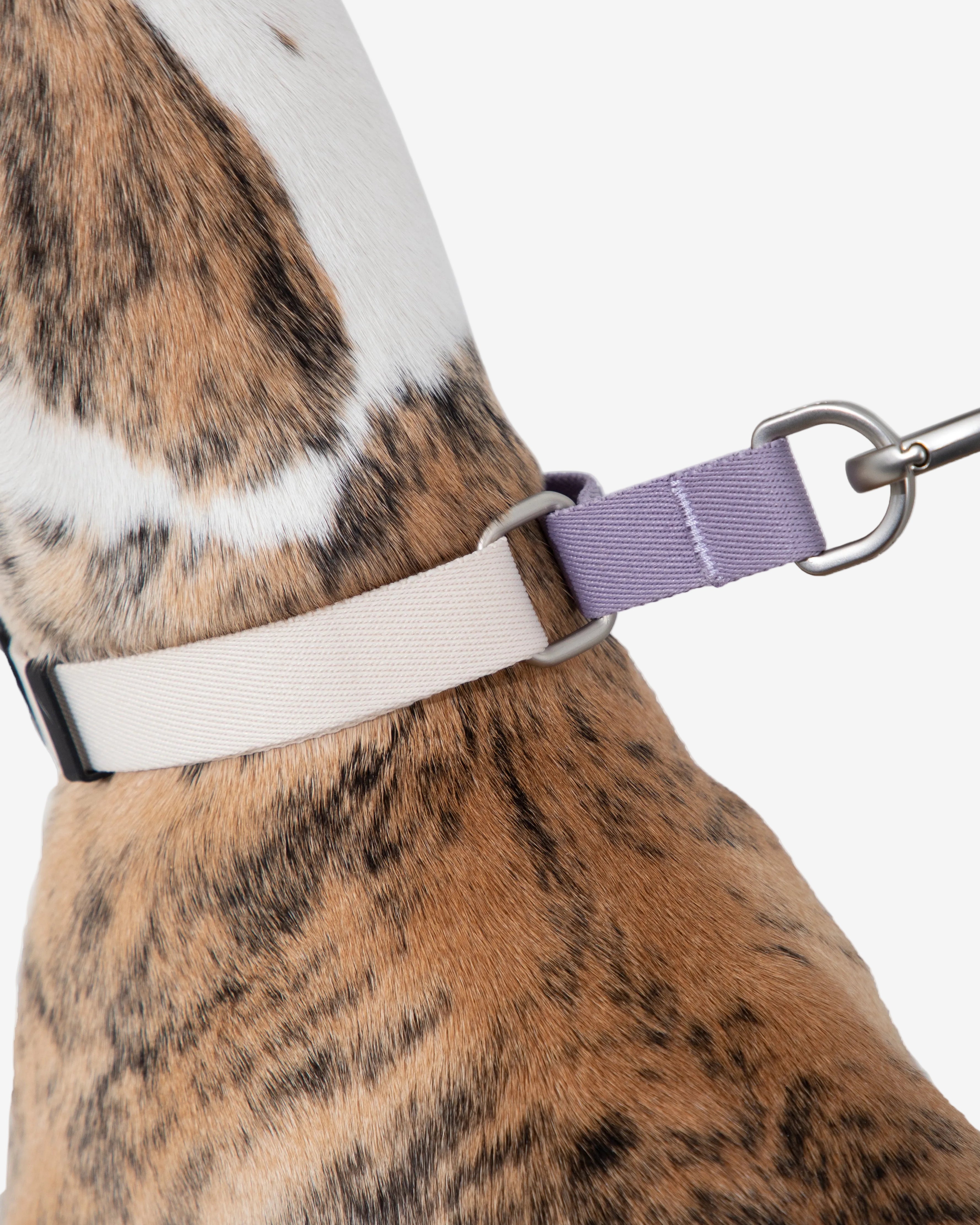 Anti-pull Half-Choke Dog Collar - Milk Brown