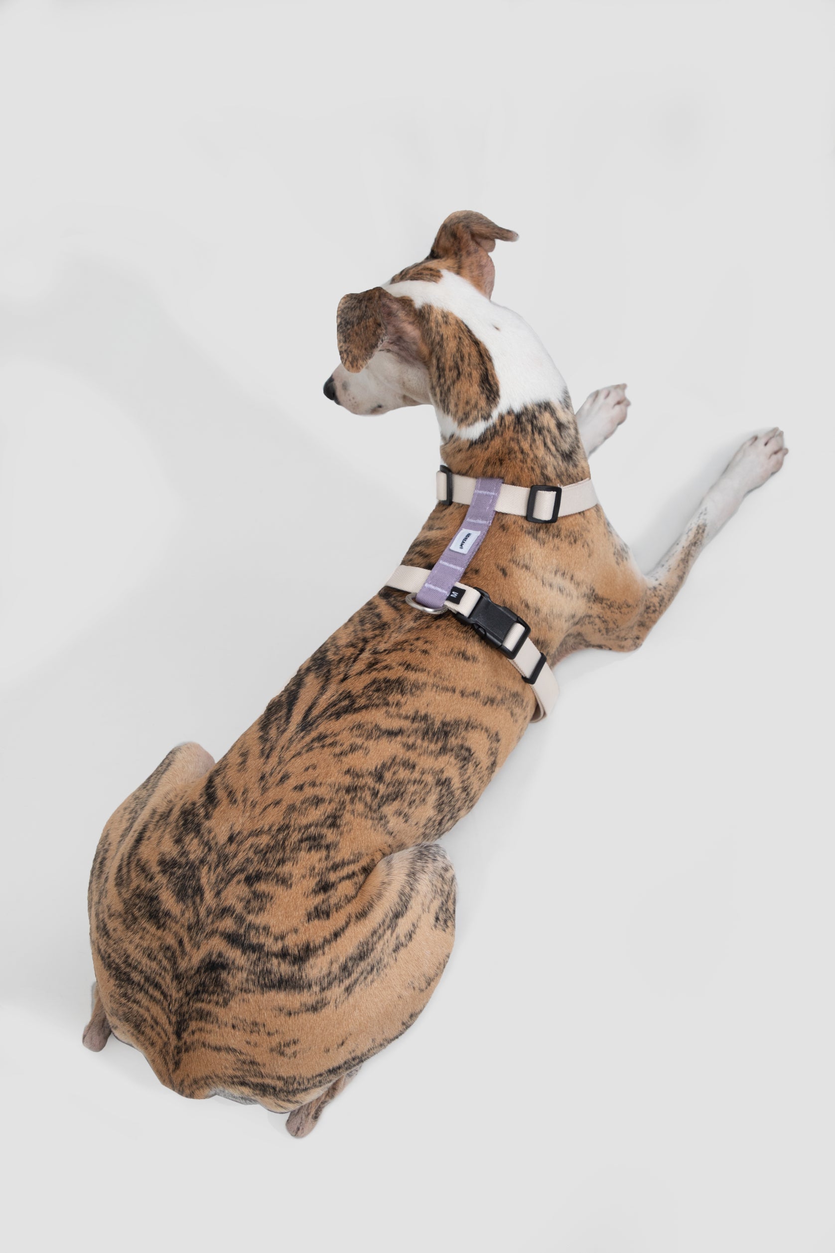 H-Style Adjustable Dog Harness Vest and Leash Set