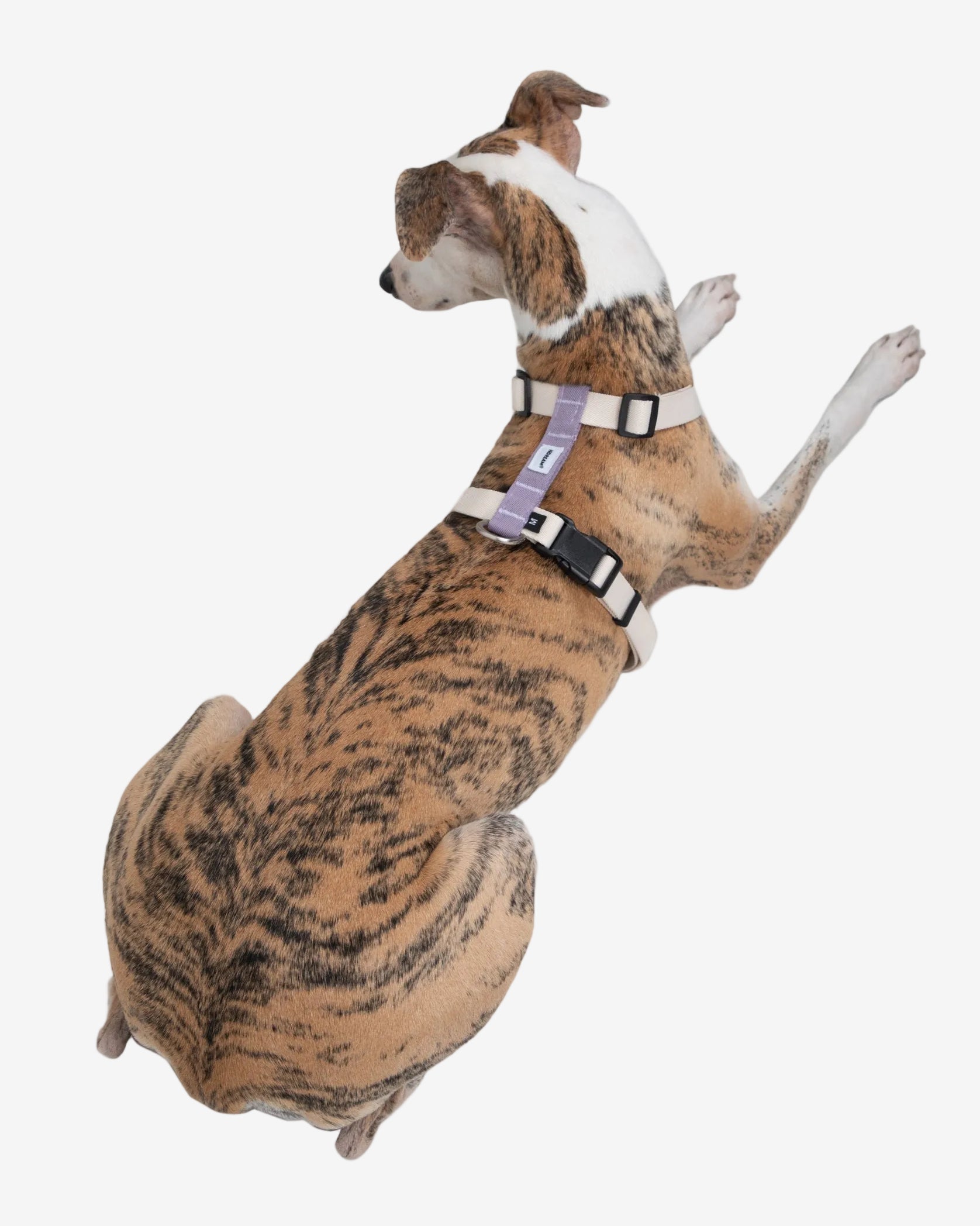 H-Style Adjustable Dog Harness Vest and Leash Set