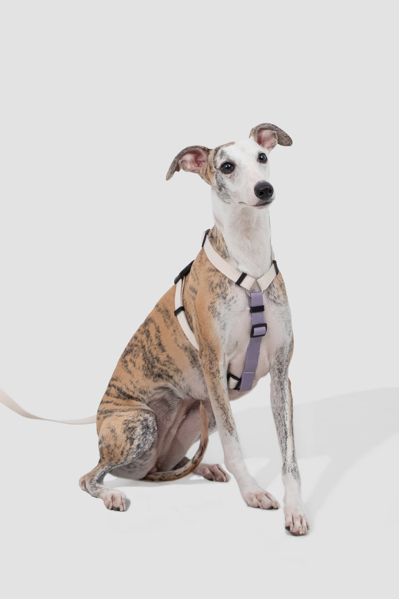 H-Style Adjustable Dog Harness Vest and Leash Set