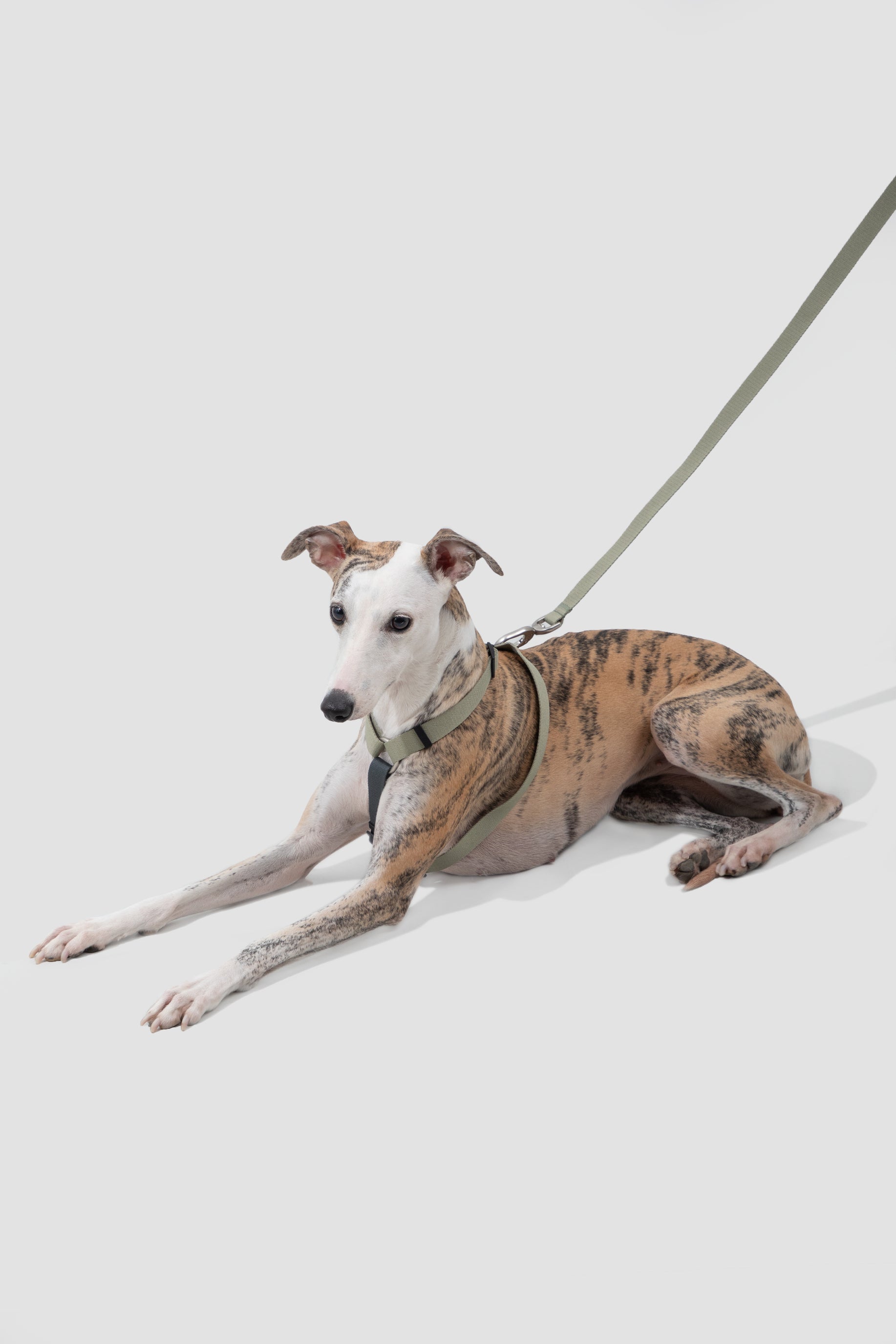 H-Style Adjustable Dog Harness Vest and Leash Set