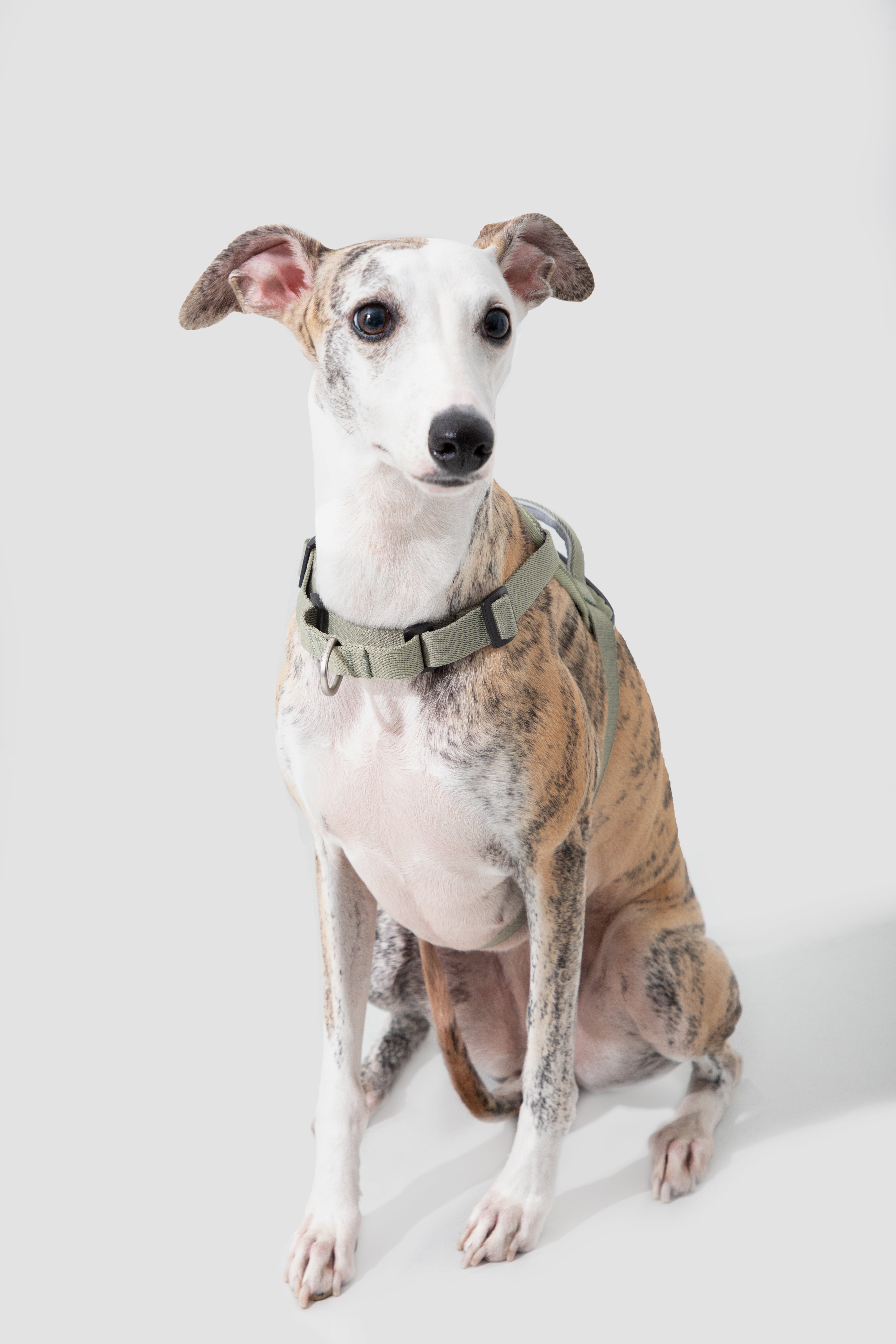 Anti-pull quick-fit Vest-style Dog Harness