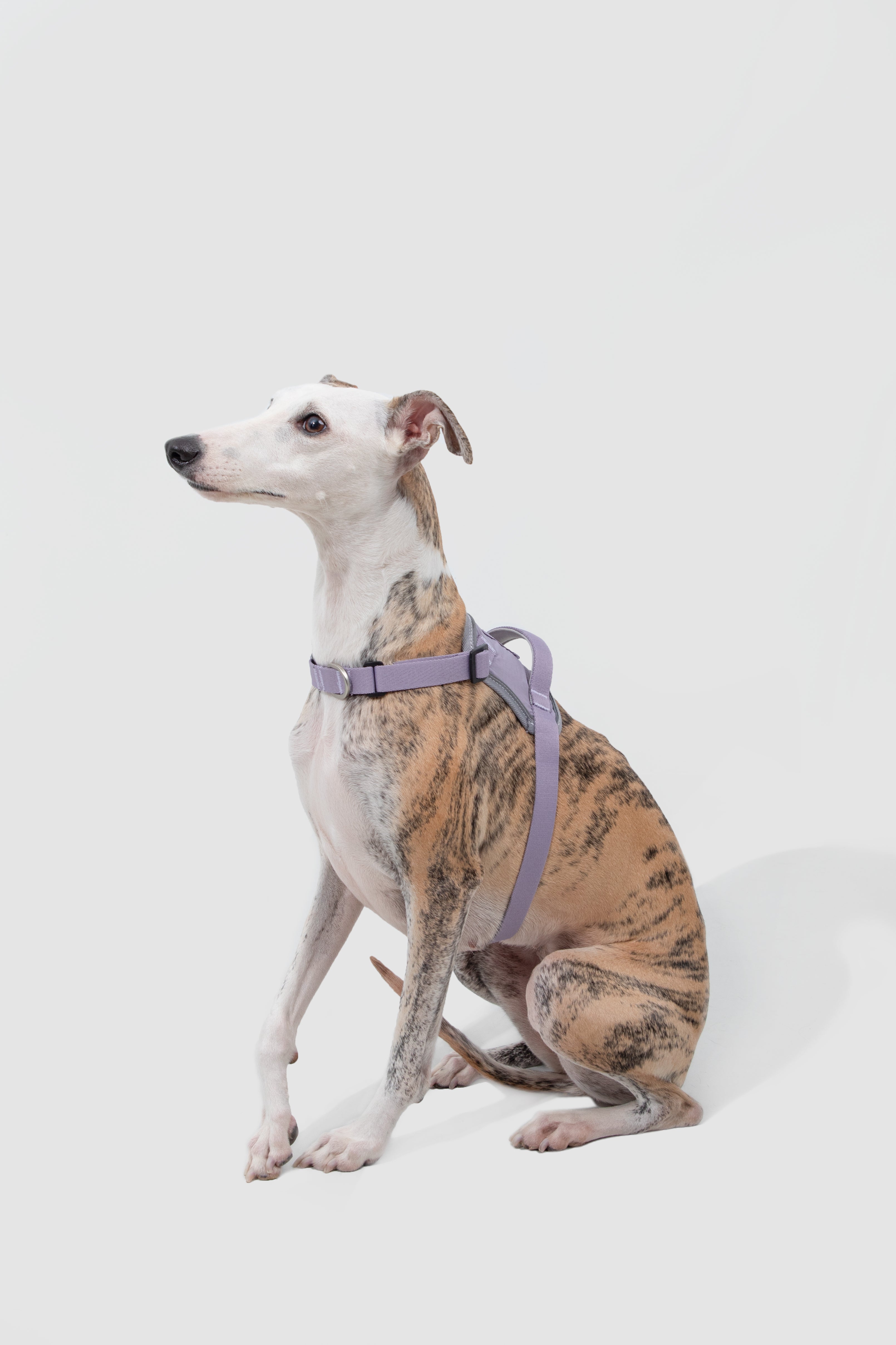 Anti-pull quick-fit Vest-style Dog Harness