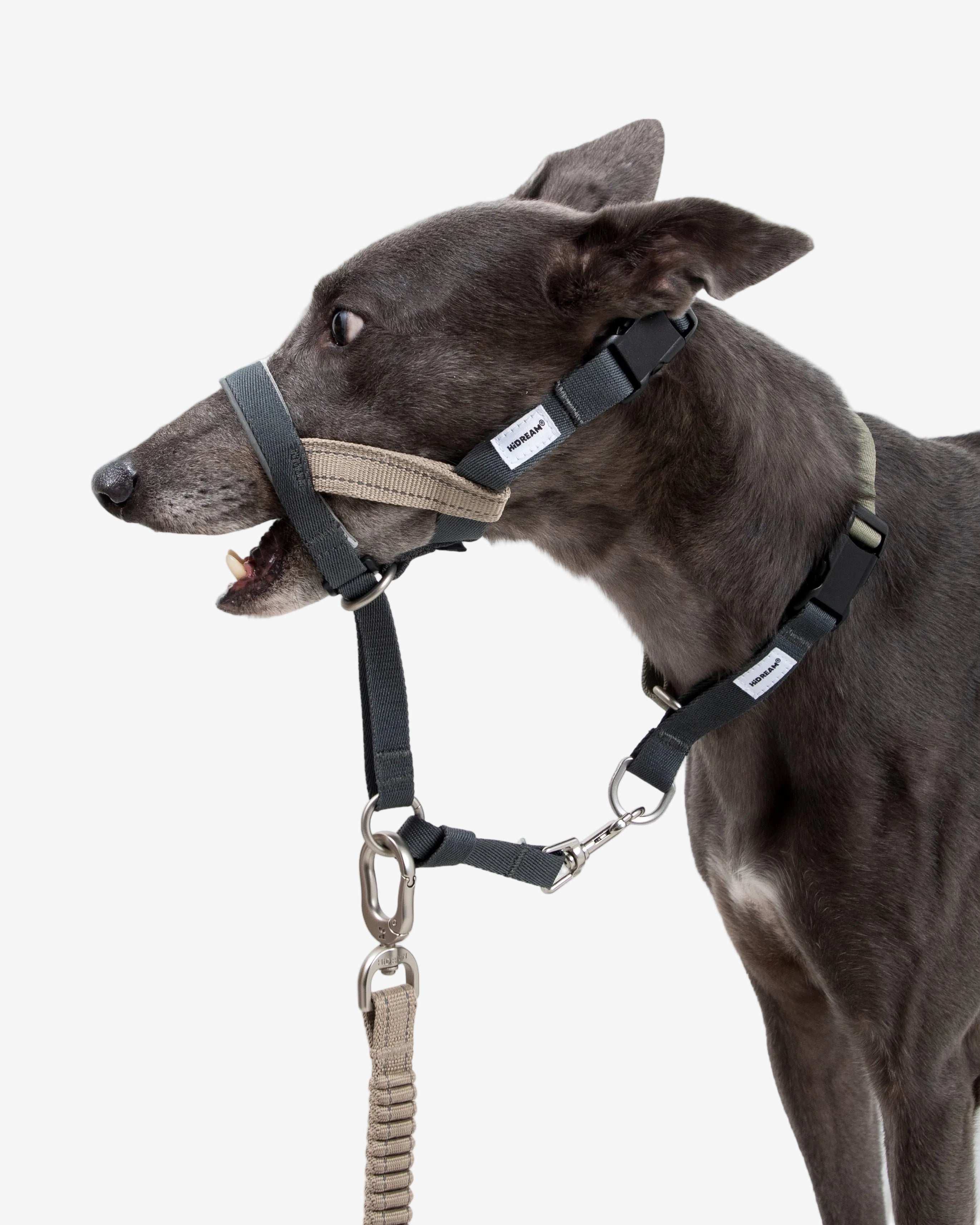 Dog wearing a black harness with a beige leash on a light gray background