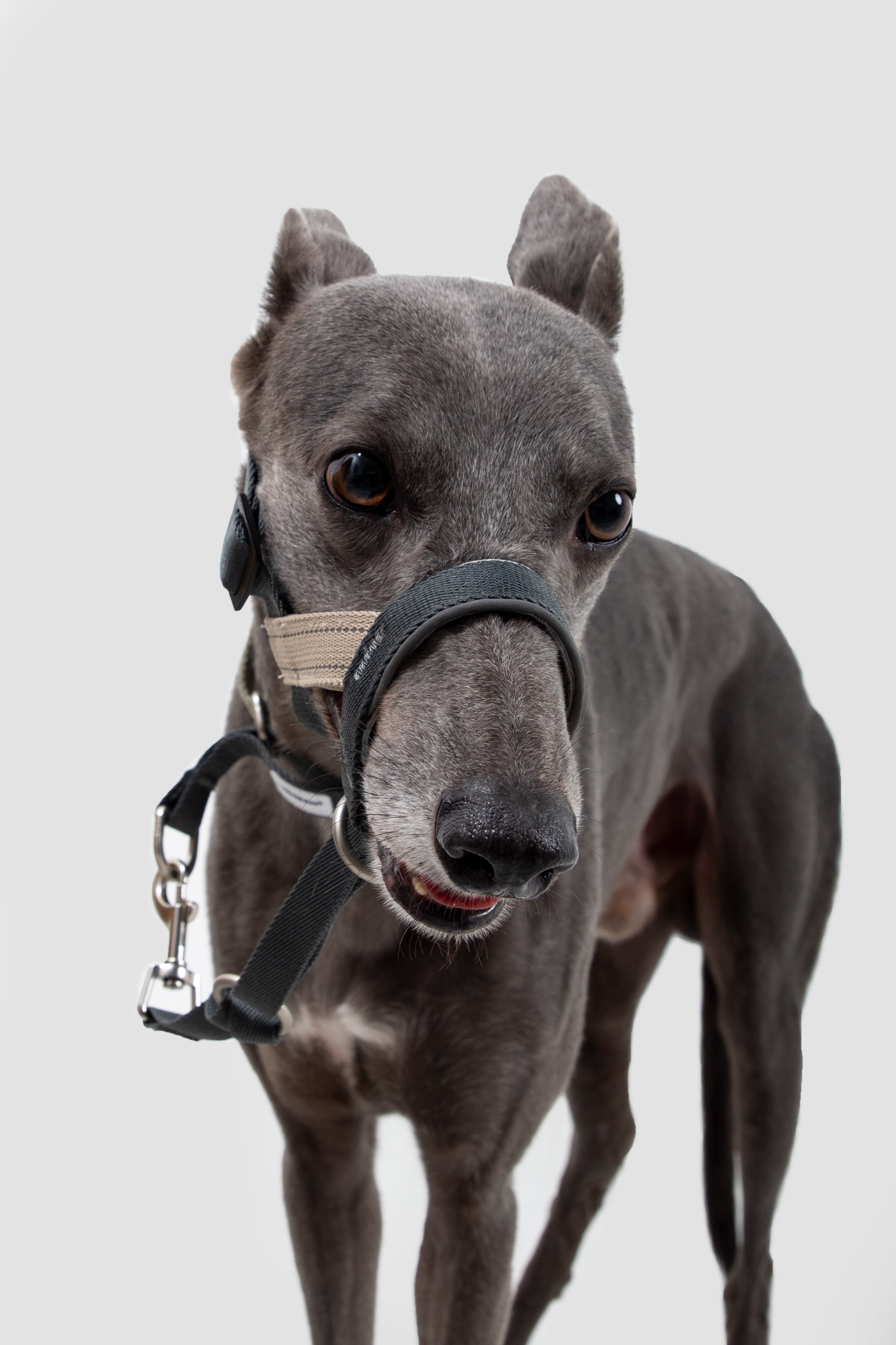 Control Dog Head Collar