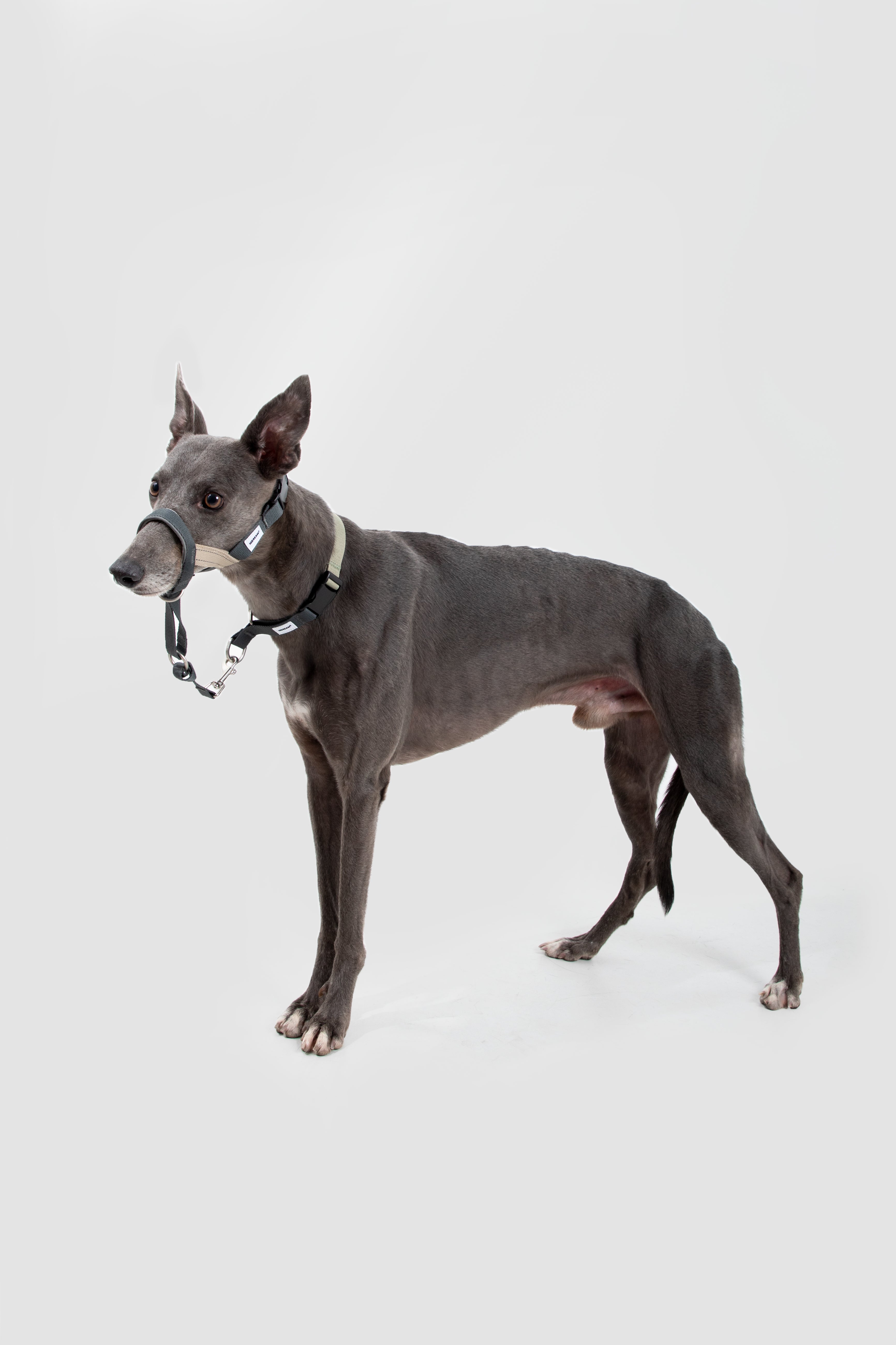 Control Dog Head Collar