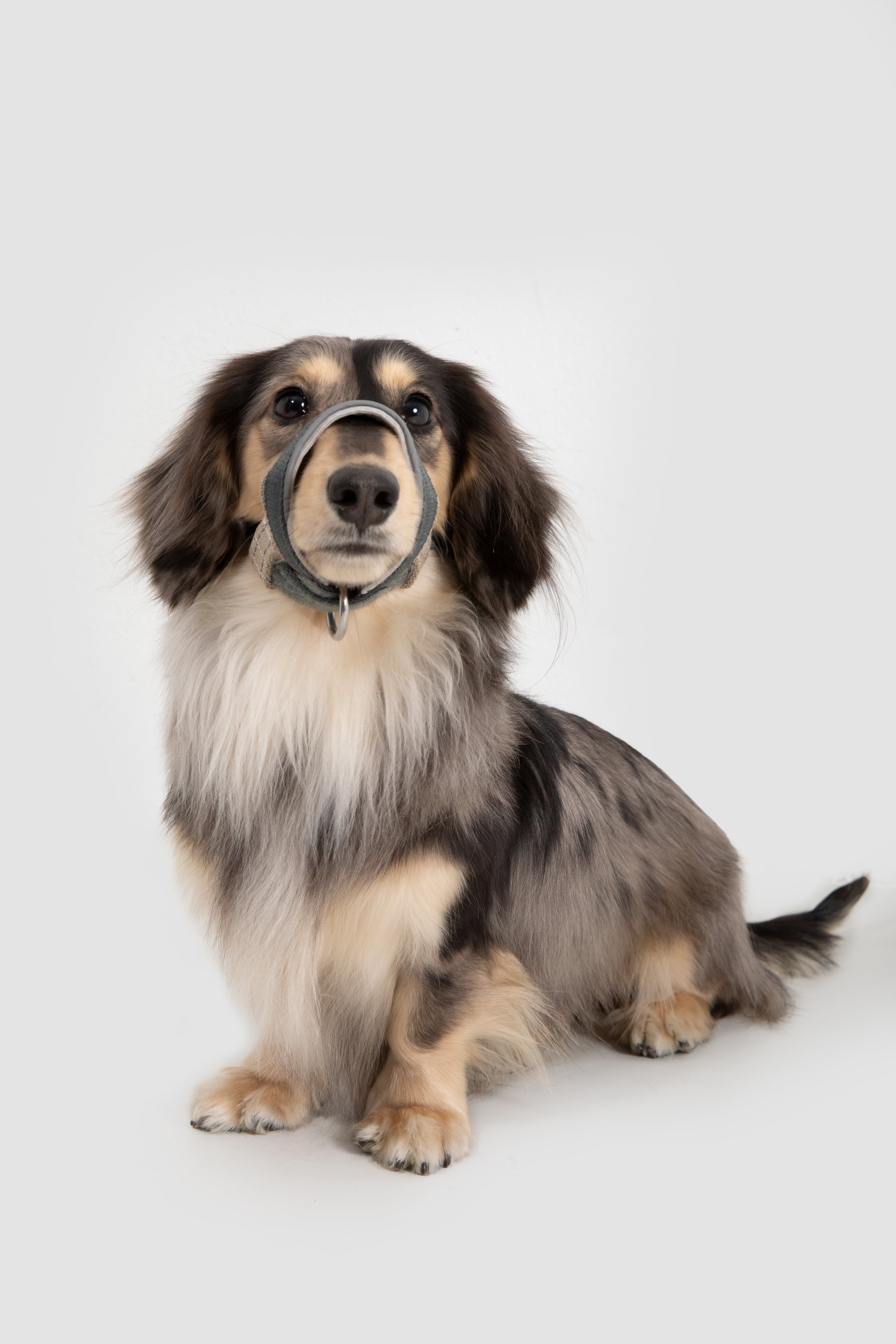 Multi-Function Training Dog Head Collar