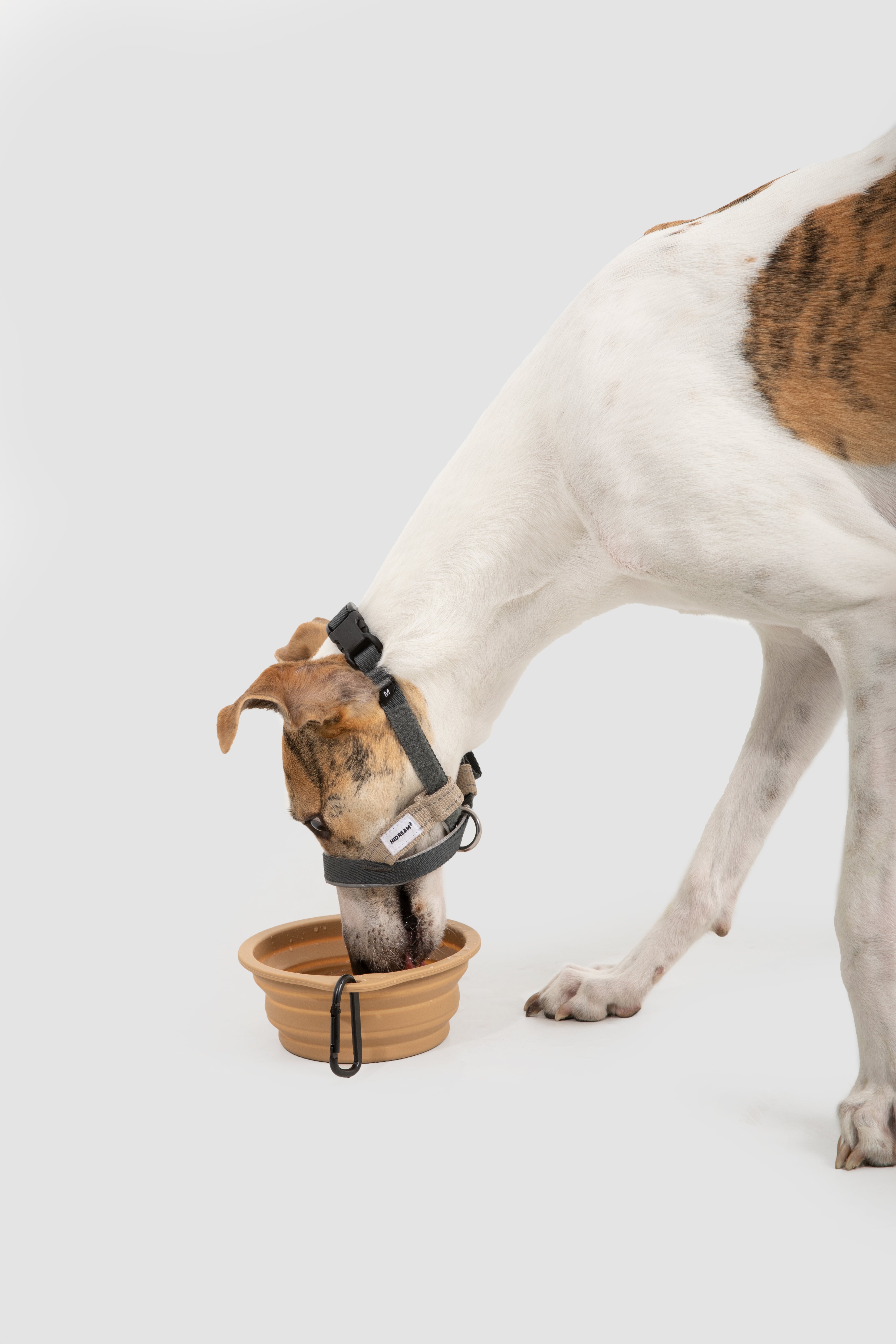 Multi-Function Training Dog Head Collar